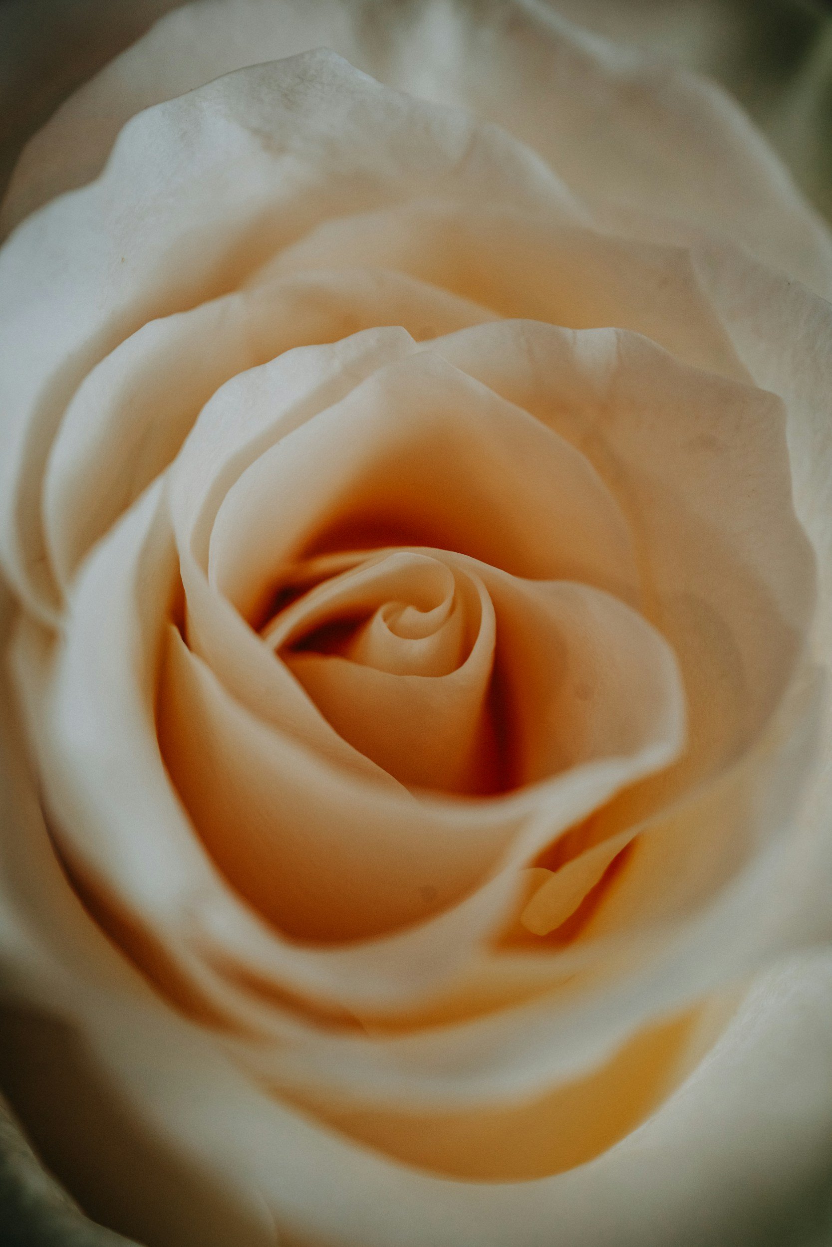 a white rose
