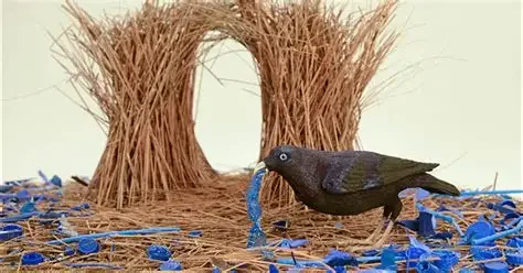 Bowerbirds - A Bird That Knows More About Courting Than the Average Indian Homo sapiens