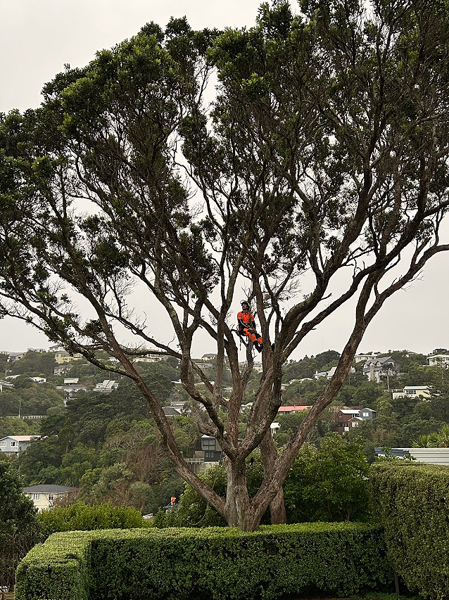 arboriculture | Enhance Your Landscape Today — The Arborist and the ...