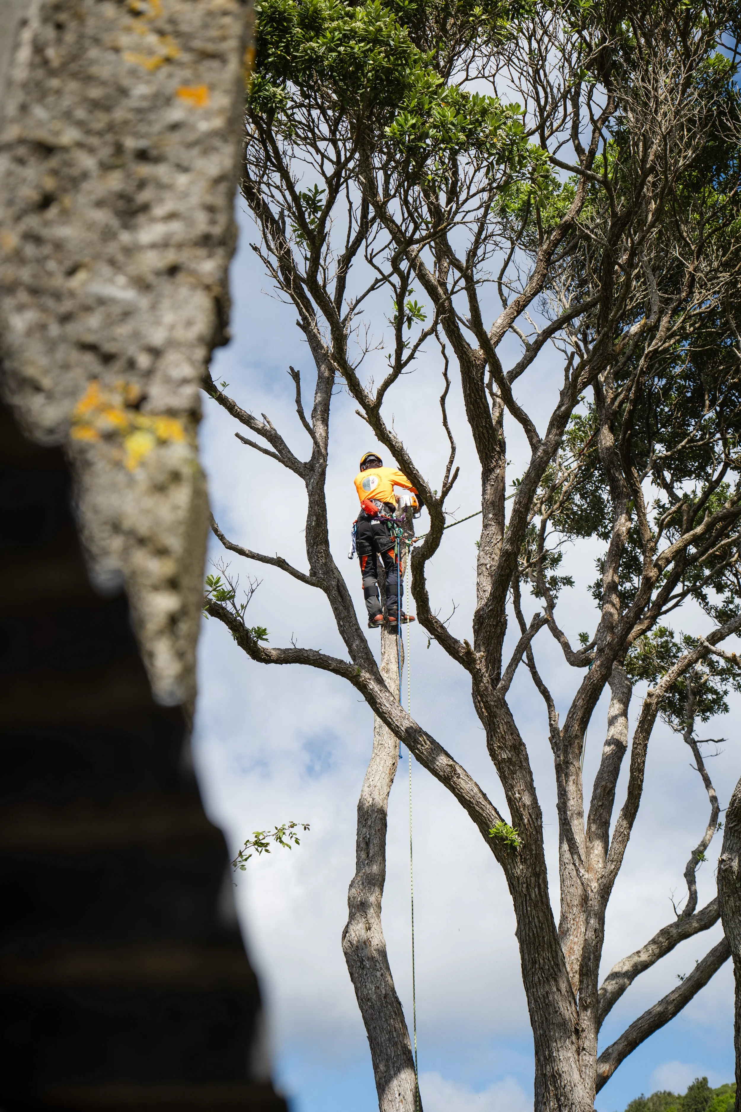 A fully insured and qualified arborist working on a tree in Karori, Wellington.