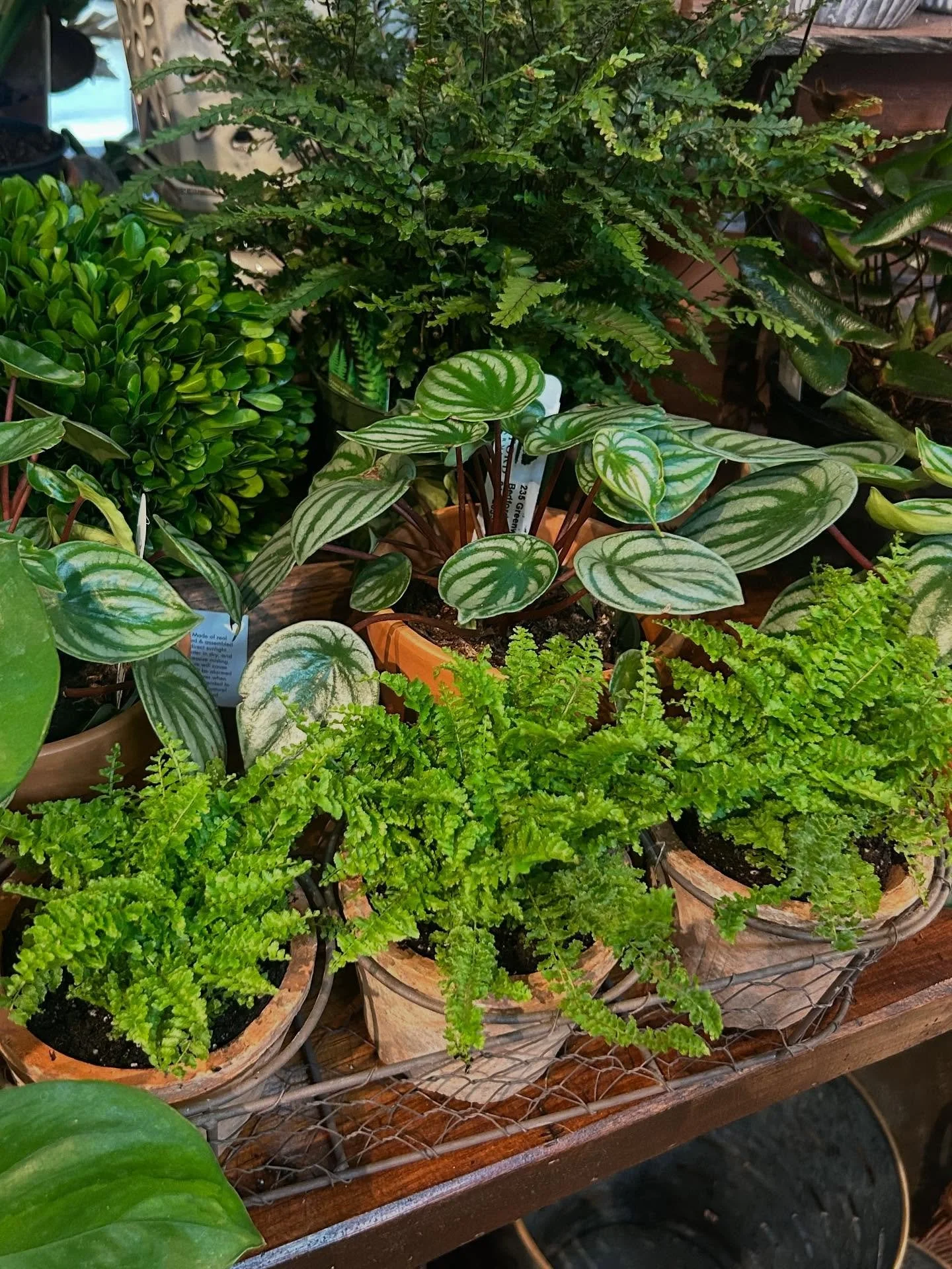 It&rsquo;s grey outside but it&rsquo;s always colorful at Bedford Farms. Get out of the house and come explore our wide selection of plants, gift items, tasty local produce and more. Have a delicious coffee or pastry while you&rsquo;re at it!