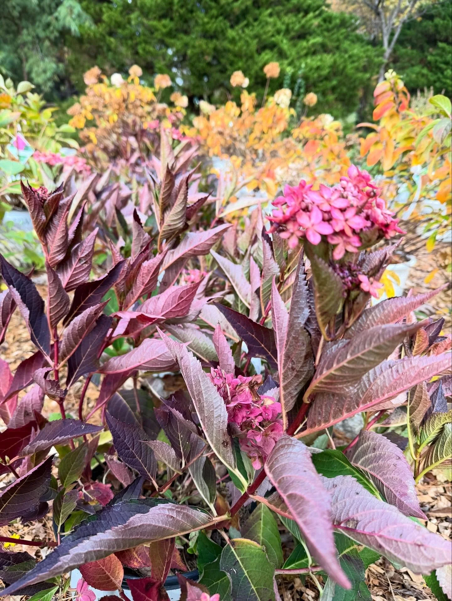 🚨 END OF SEASON SALE 🚨

50% OFF SELECT FLOWERING TREES AND SHRUBS
30% OFF SELECT HOUSEPLANTS

#bedfordny #bedfordfarms #upperwestchester #houseplants #floweringshrub #floweringtrees #plantsale #shoplocal