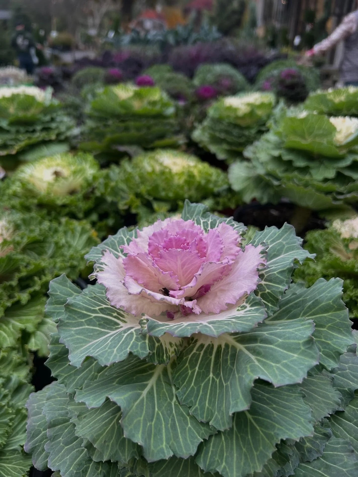 ❄️ COLD WEATHER CABBAGES ❄️ 

With the frosty days ahead, ornamental cabbage and kale really starts to shine. The colors only get more vibrant and deep as the nights get colder. Select from our wide collection of these gorgeous plants to fill your ho