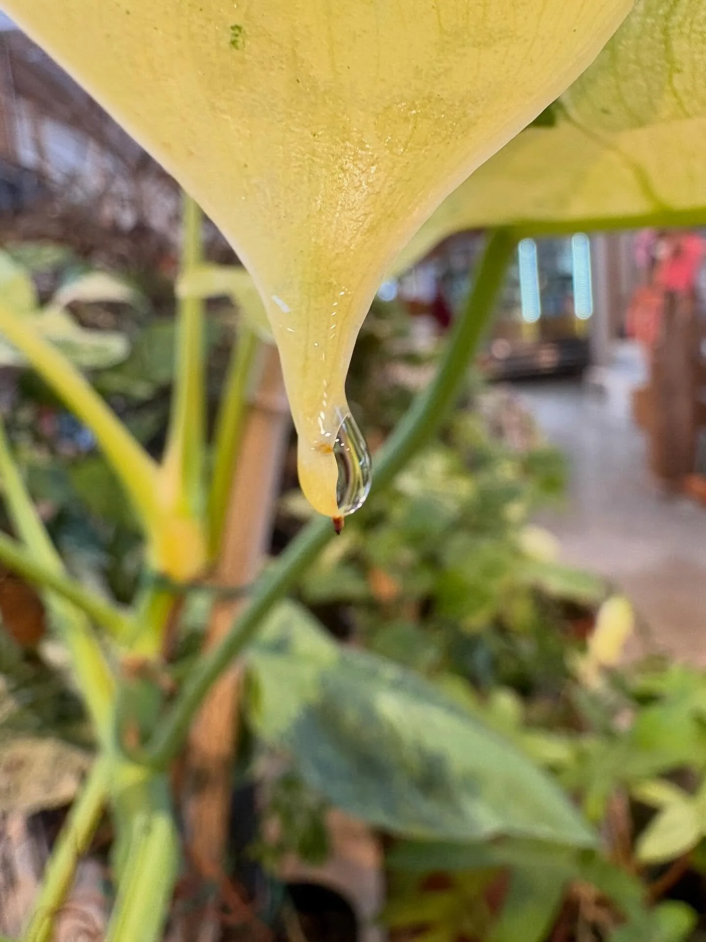 Welcome to our new series&mdash; Houseplants for Dummies (it&rsquo;s a working title)&hellip; anyway, we&rsquo;ll be sharing tips and information about keeping your houseplants alive and thriving. An especially difficult task in winter! 

For the fir