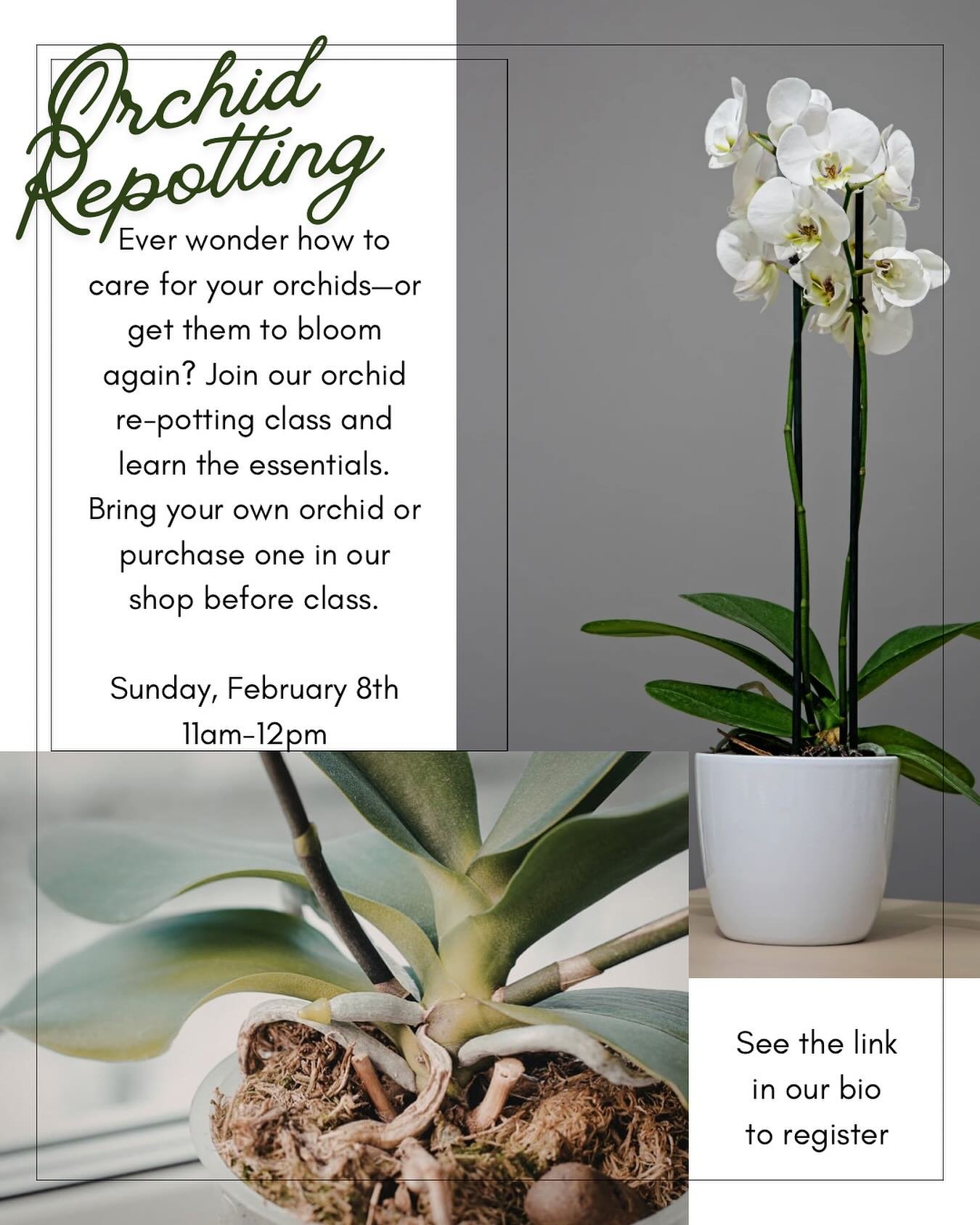 Ever wonder how to take care of your orchid that looked so beautiful when you brought it home but now limps along on your countertop? Join us next Sunday, February 8, for our orchid repotting workshop!

We&rsquo;ll teach you the basics of how to repo