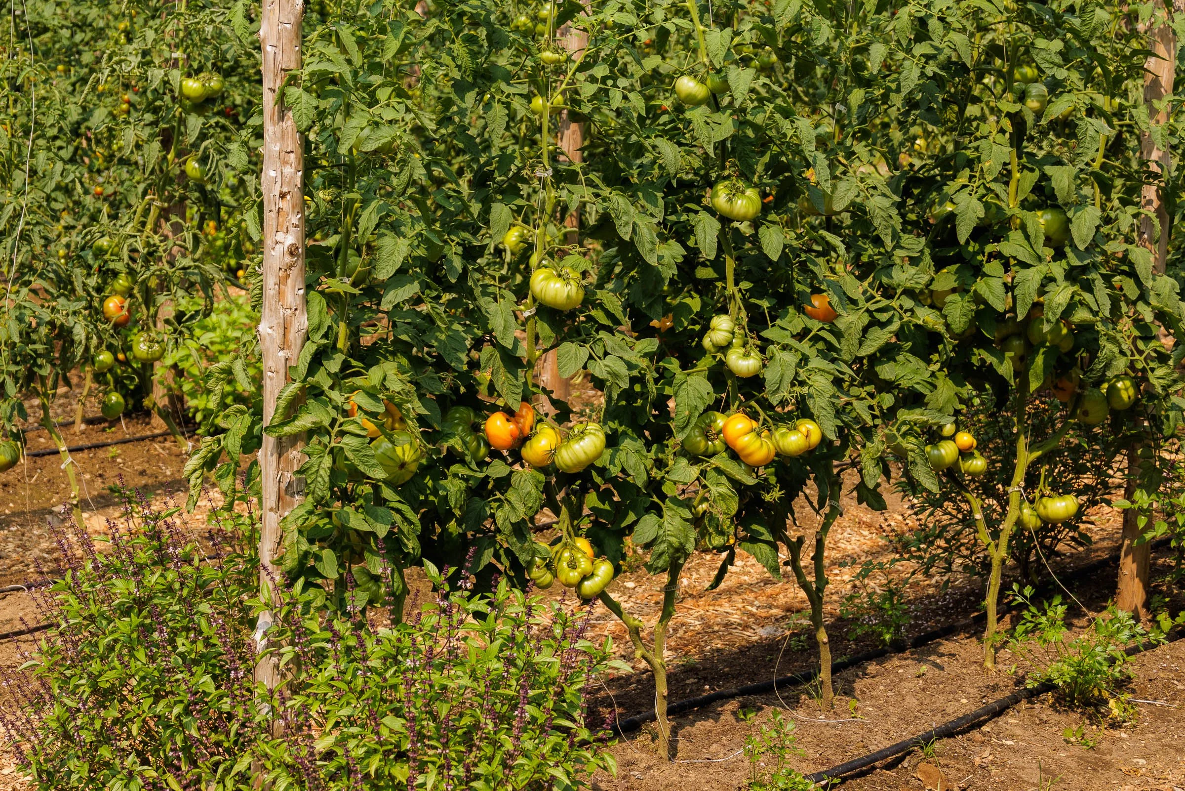 BEDFORD_FARMS_0825_00057-LOWRES.jpg