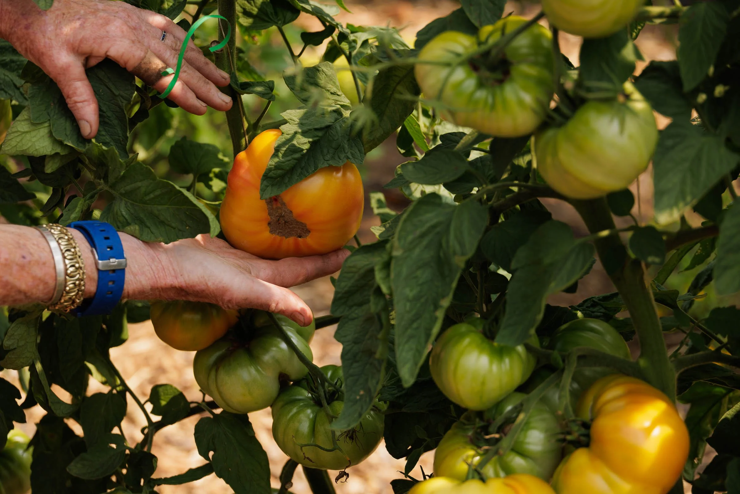 BEDFORD_FARMS_0825_00172-LOWRES.jpg