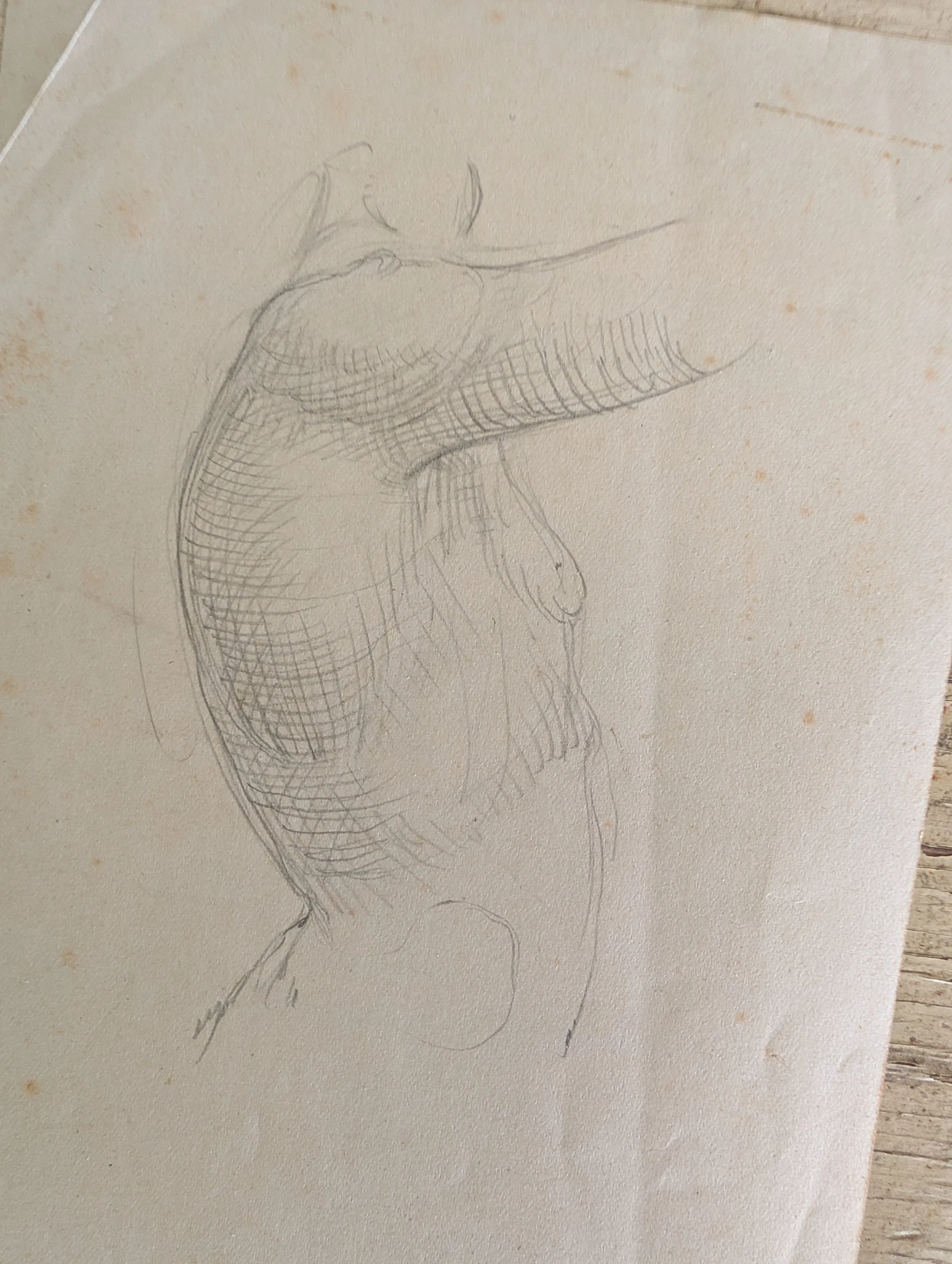 Vintage (1940s) Original Art : Human Torso Study - Pencil On Paper by Anonymous Artist.