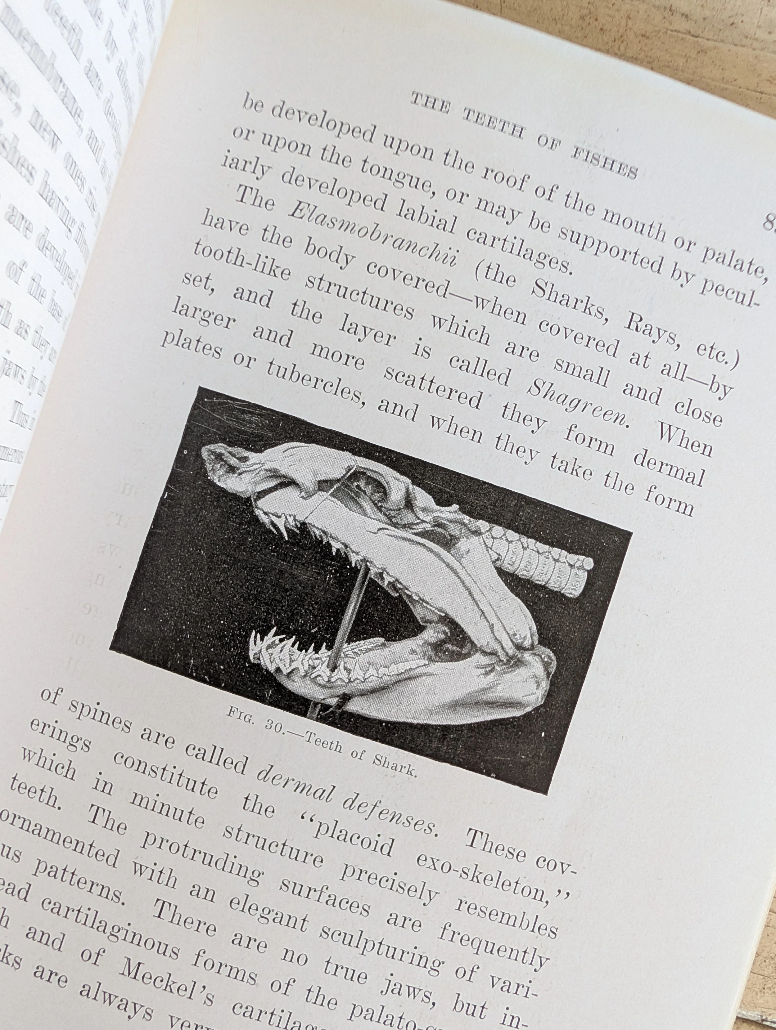 Antique (1922) Comparative Dental Anatomy by Alton Howard Thompson (revised by Martin Dewey) - Illustrated.