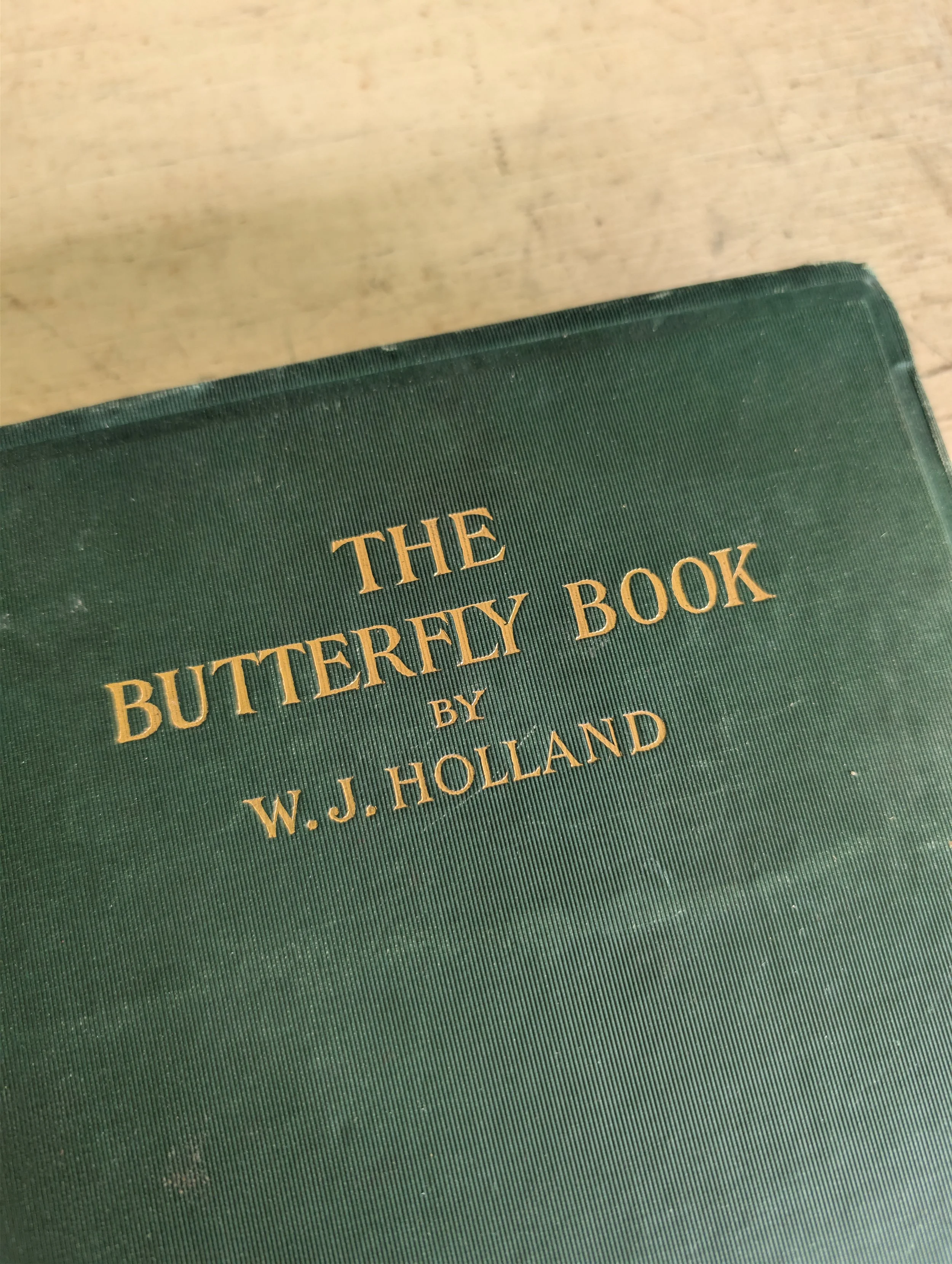 Antique (1902) The Butterfly Book by William Jacob Holland - Illustrated.