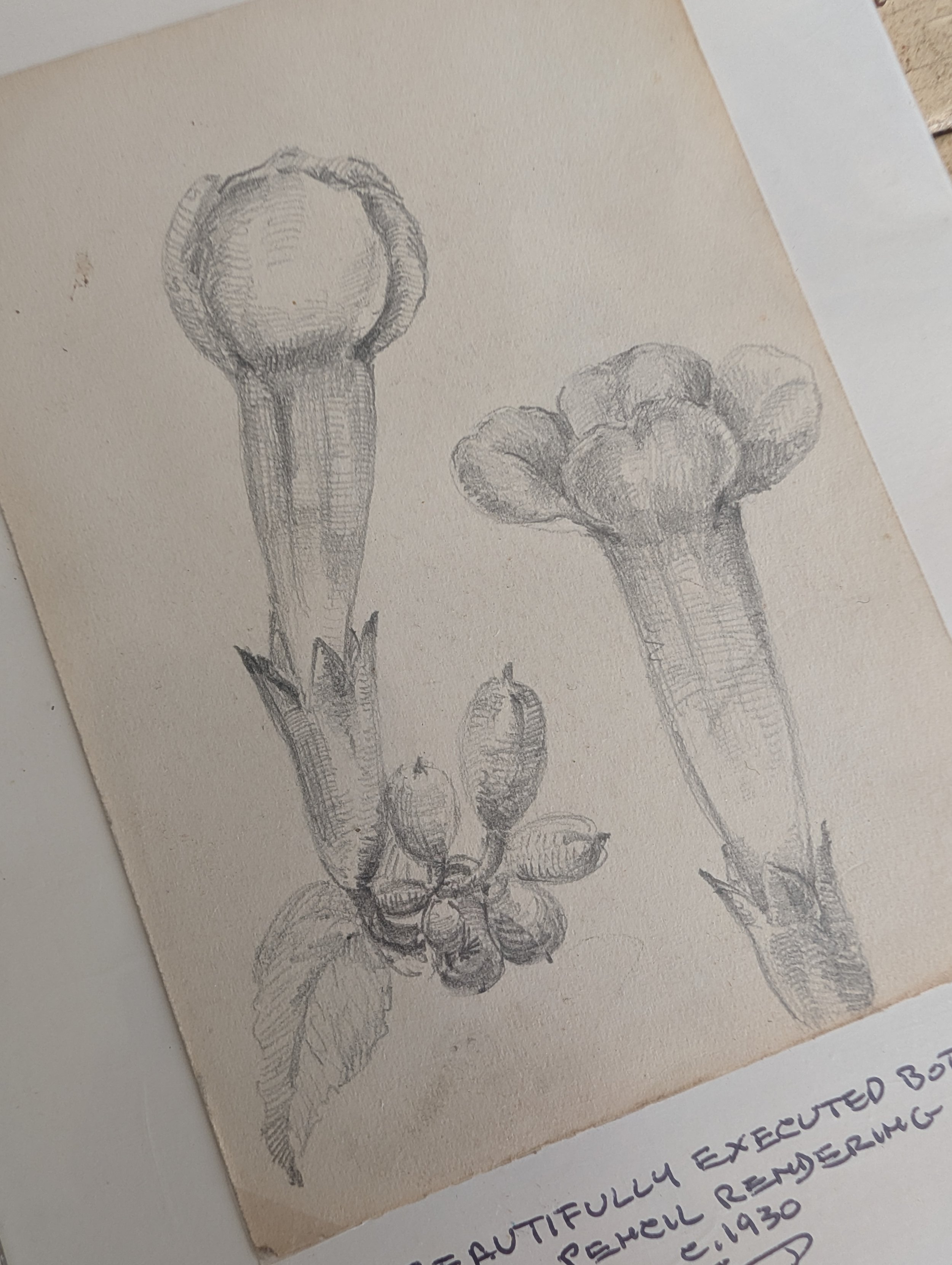 Vintage (1930s) Original Art : Pencil Rendering Of a Trumpet Shaped Botanical Subject on Paper by Anonymous Artist.