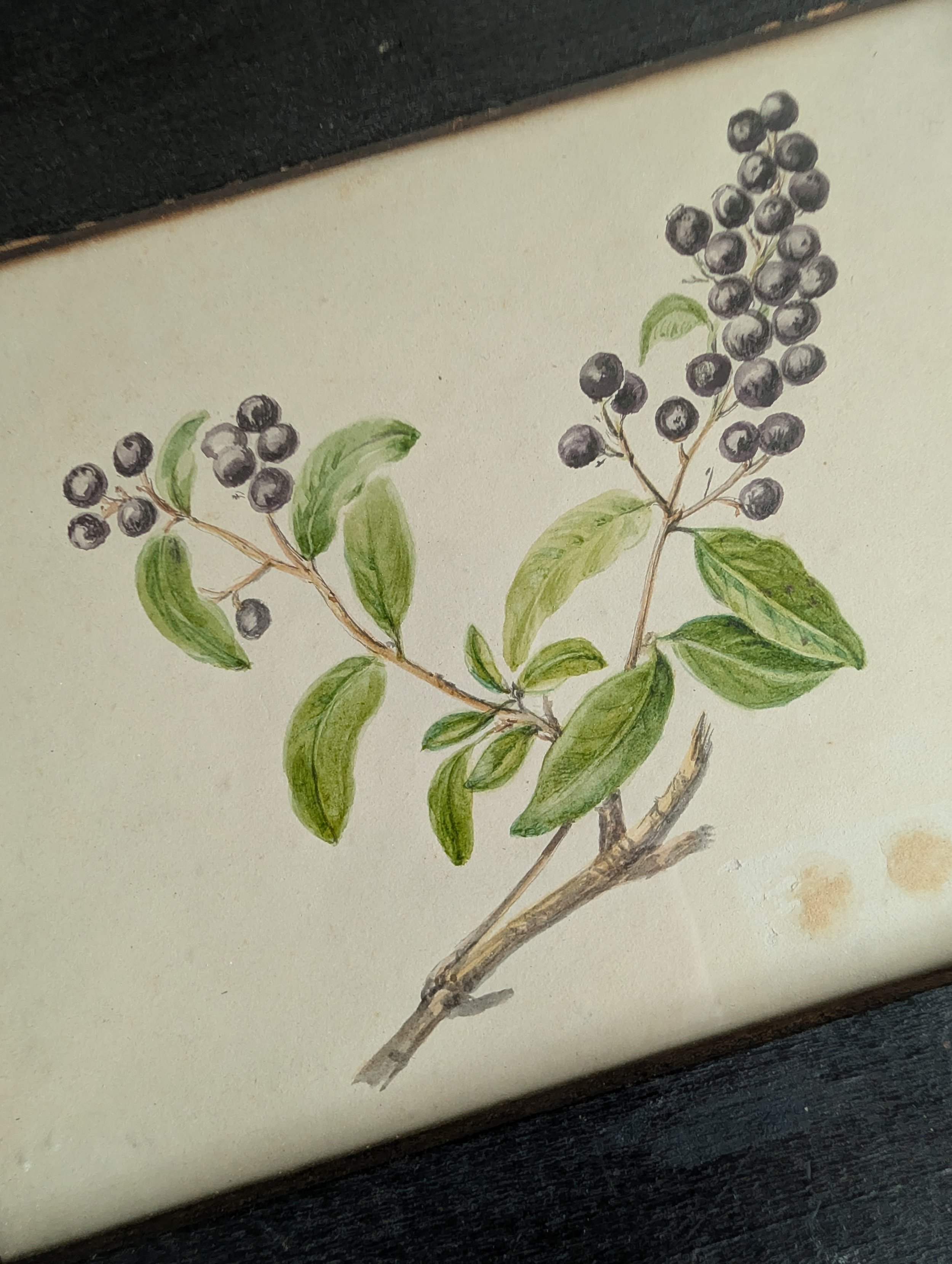 Antique (1920s) Original Art : Privet Tree Sprig With Berries (Ligstrum Vulgare) - Watercolor On Paper by Anonymous Artist.