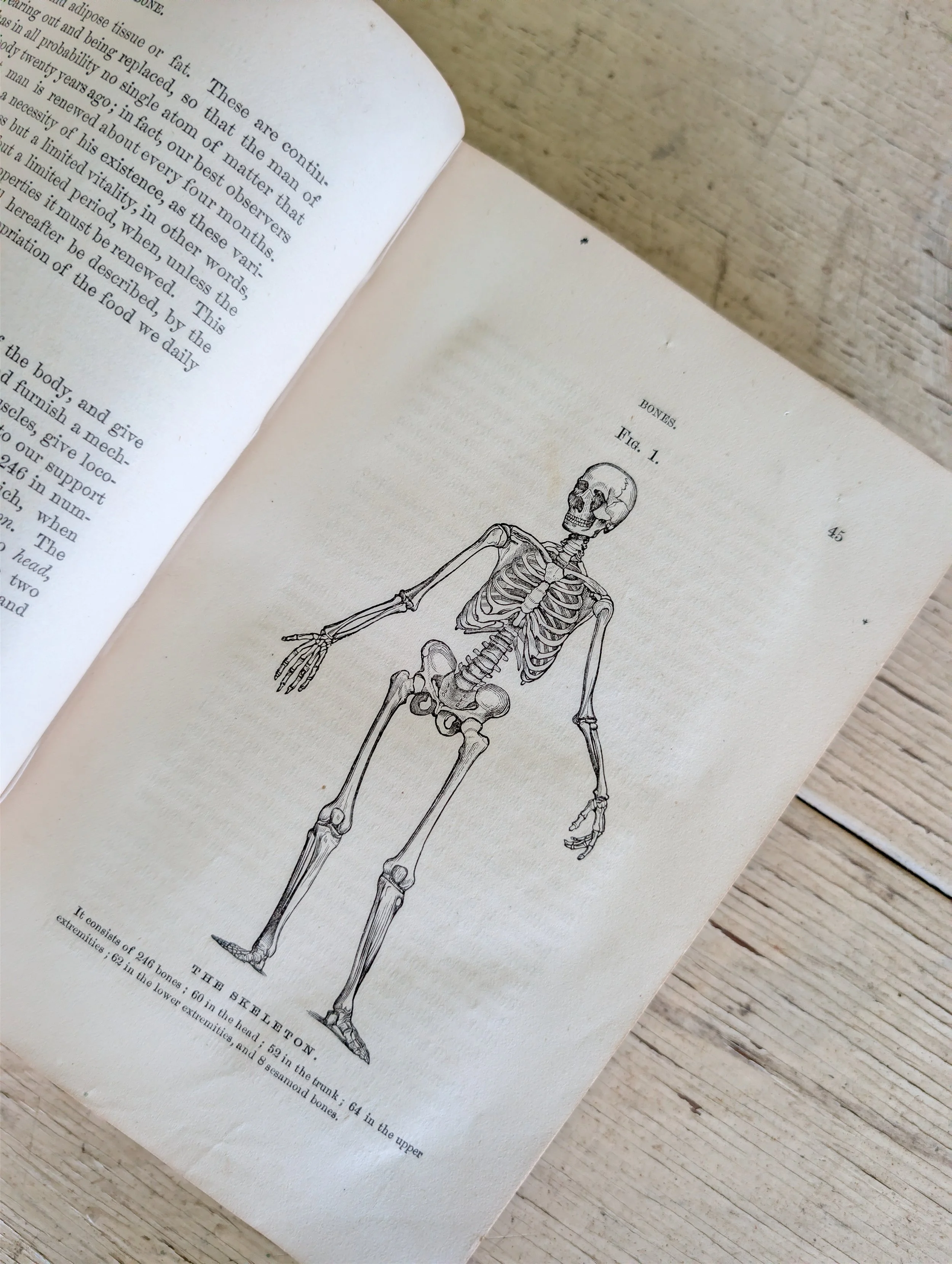 Antique (1887) The Eclectic Family Physician by Dr. John Milton Scudder - Illustrated.