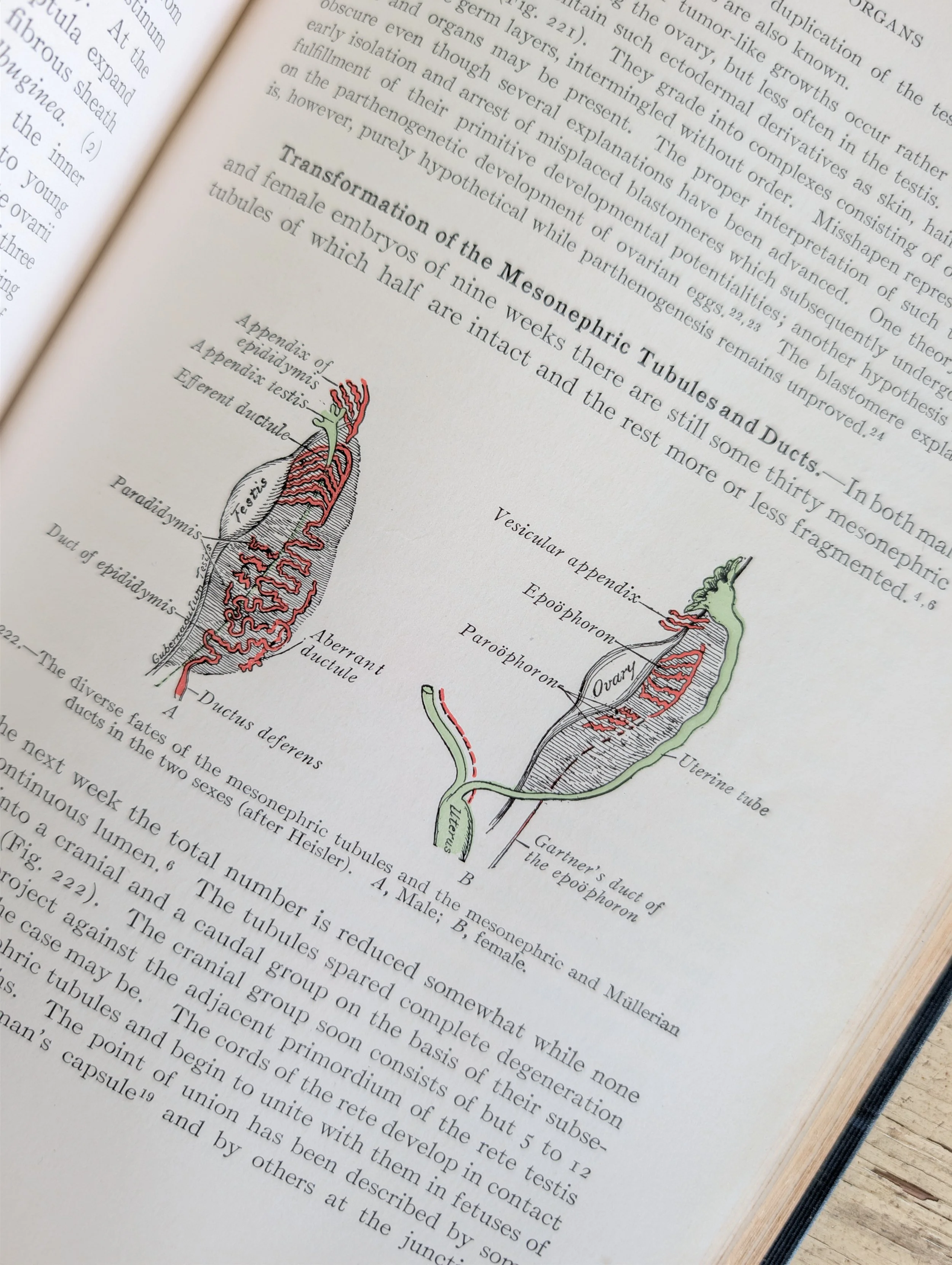 Vintage (1931) Developmental Anatomy : A Text-Book and Laboratory Manual of Embryology by Leslie Brainerd Arey - Illustrated.