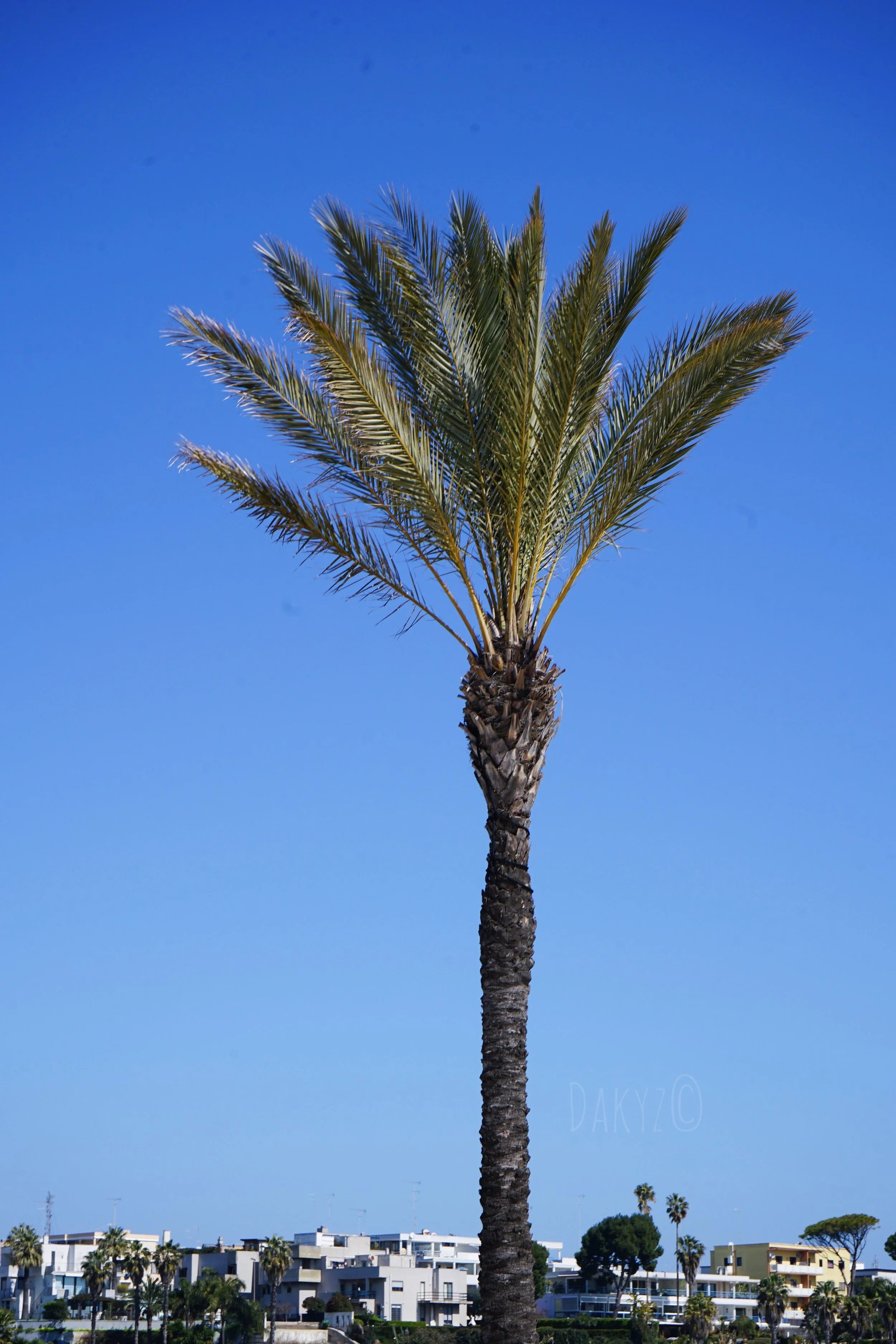 DSC03978-2.jpg