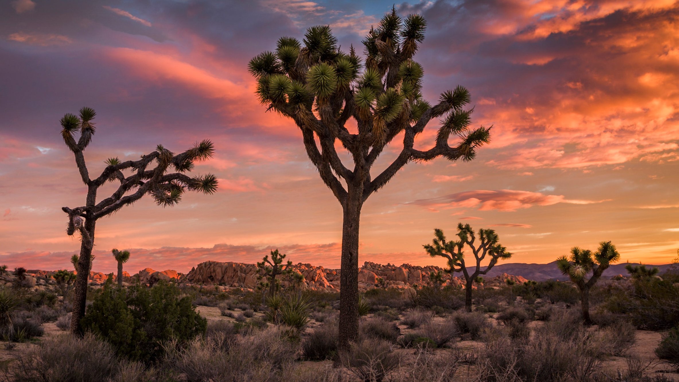 joshua-tree-sunset.jpg
