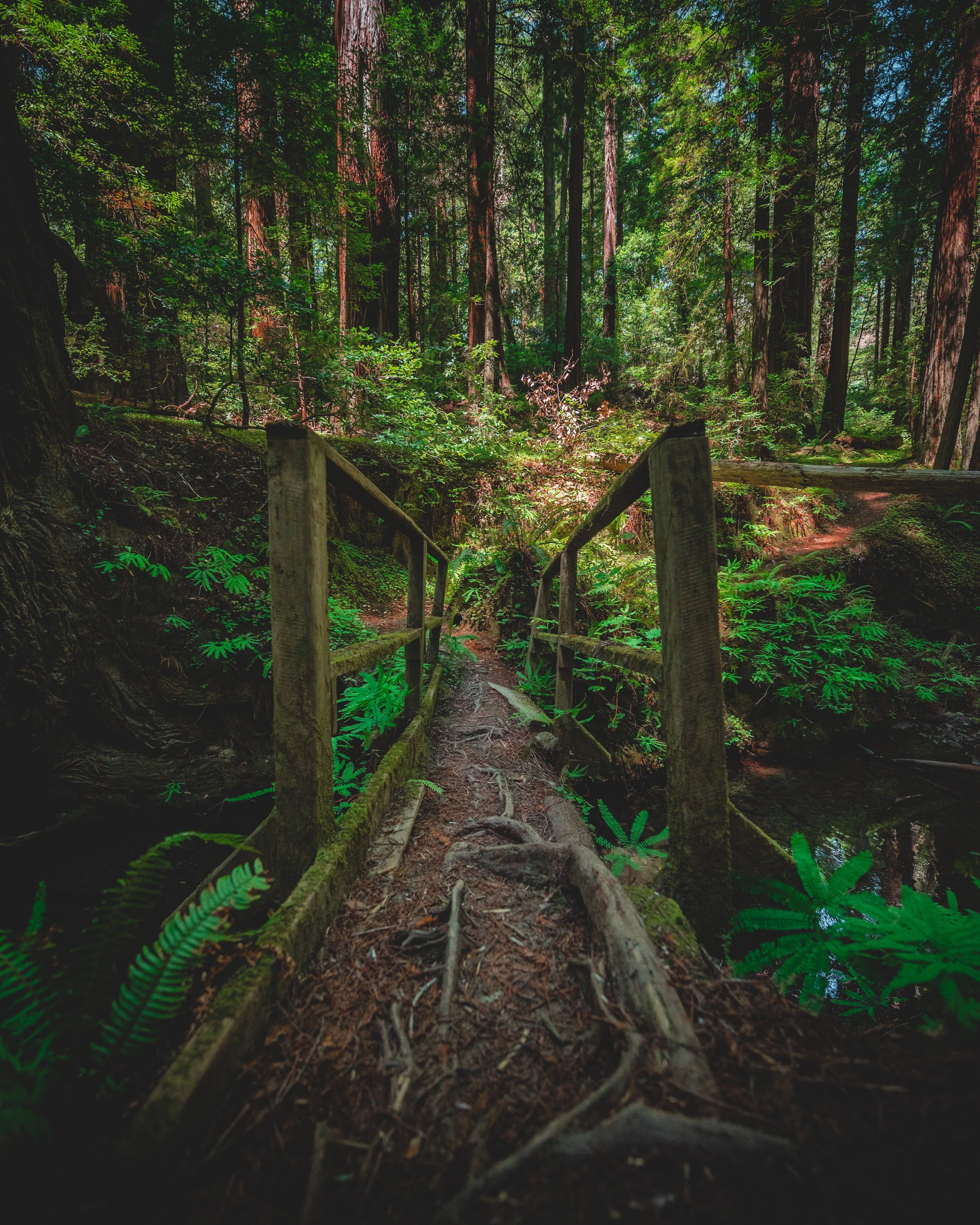 redwoods-forest-hike.jpg