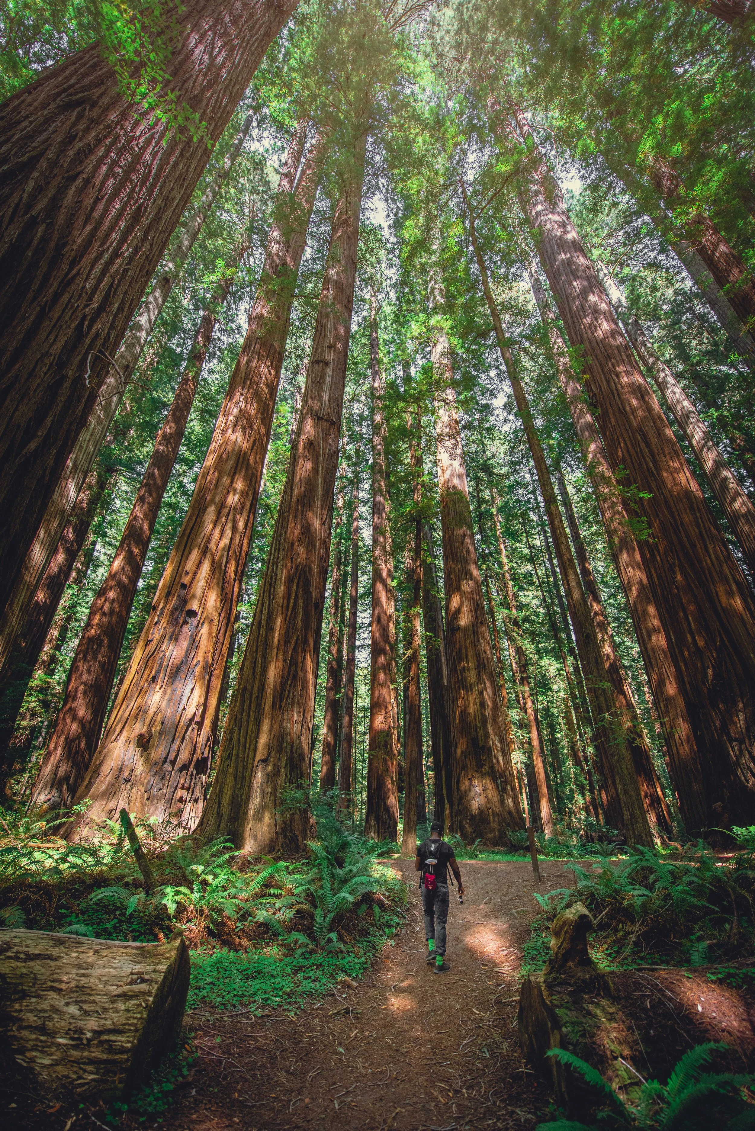 redwoods-national-park-humboldt.JPG