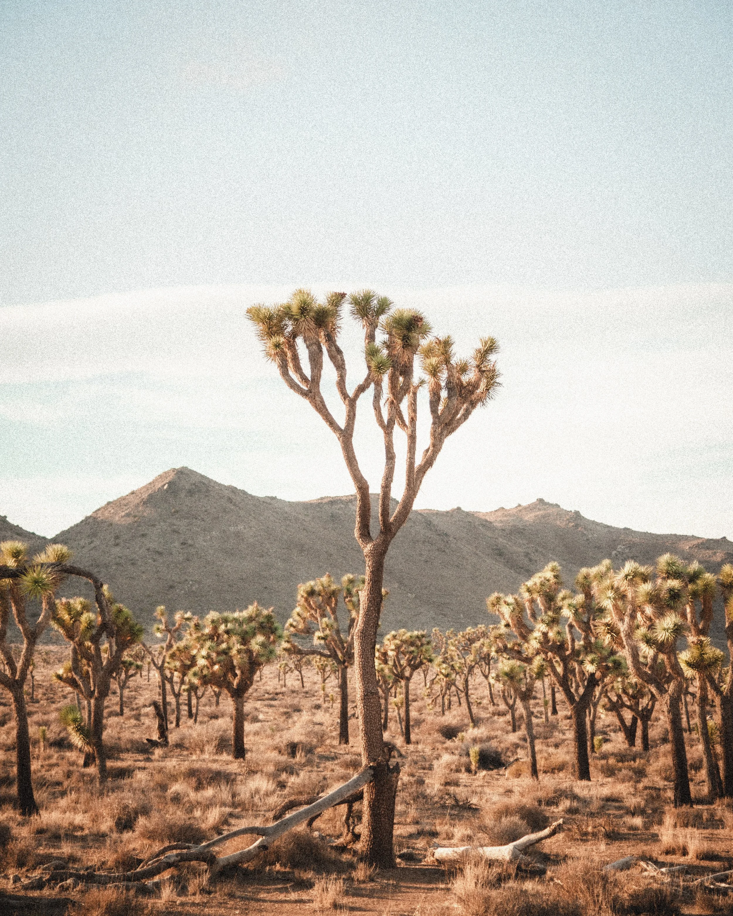 joshua-tree-national-park.jpg