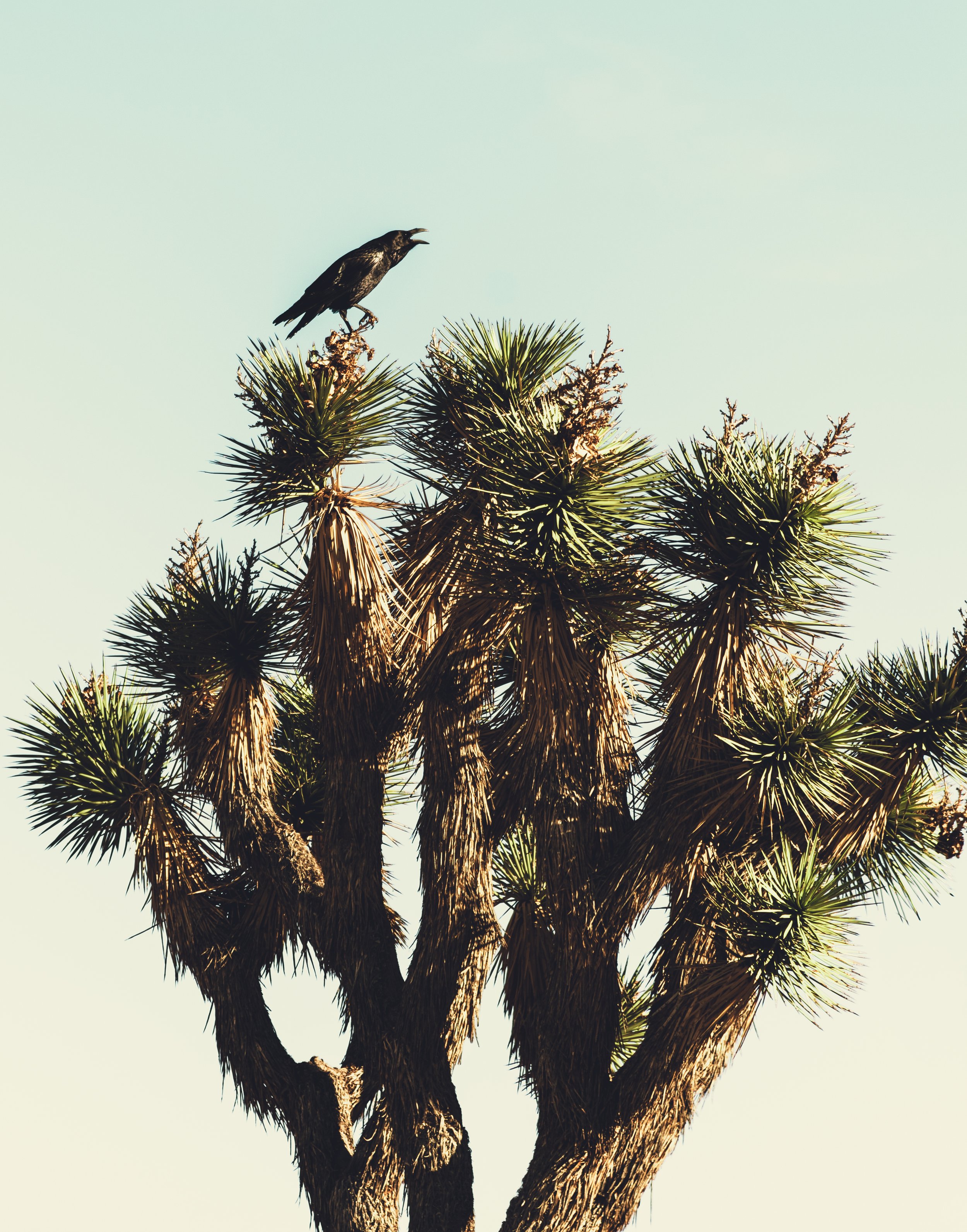 crow-blackbird-joshua-tree.jpg