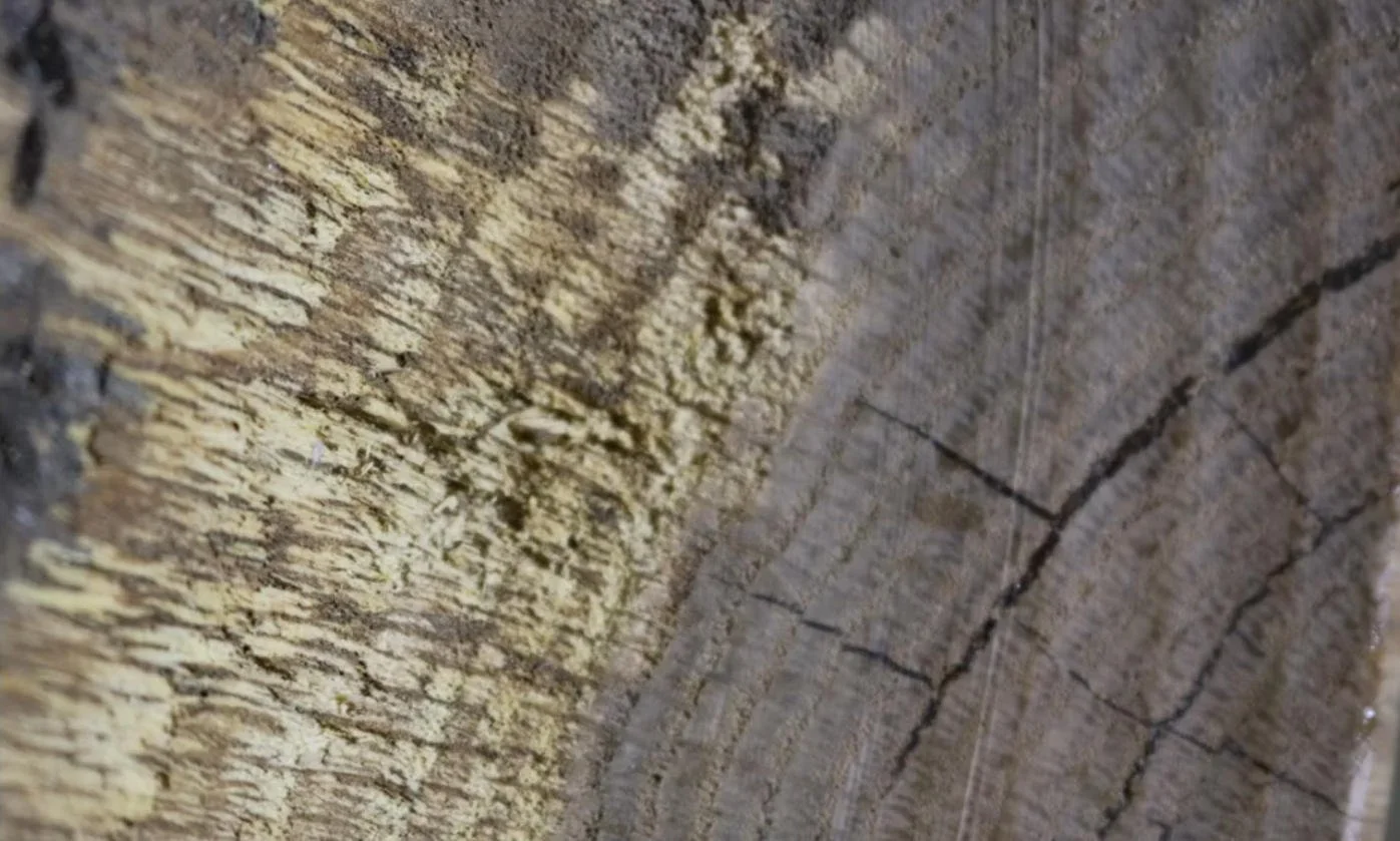 Torn wood fibers inside a bowl before surface refinement.