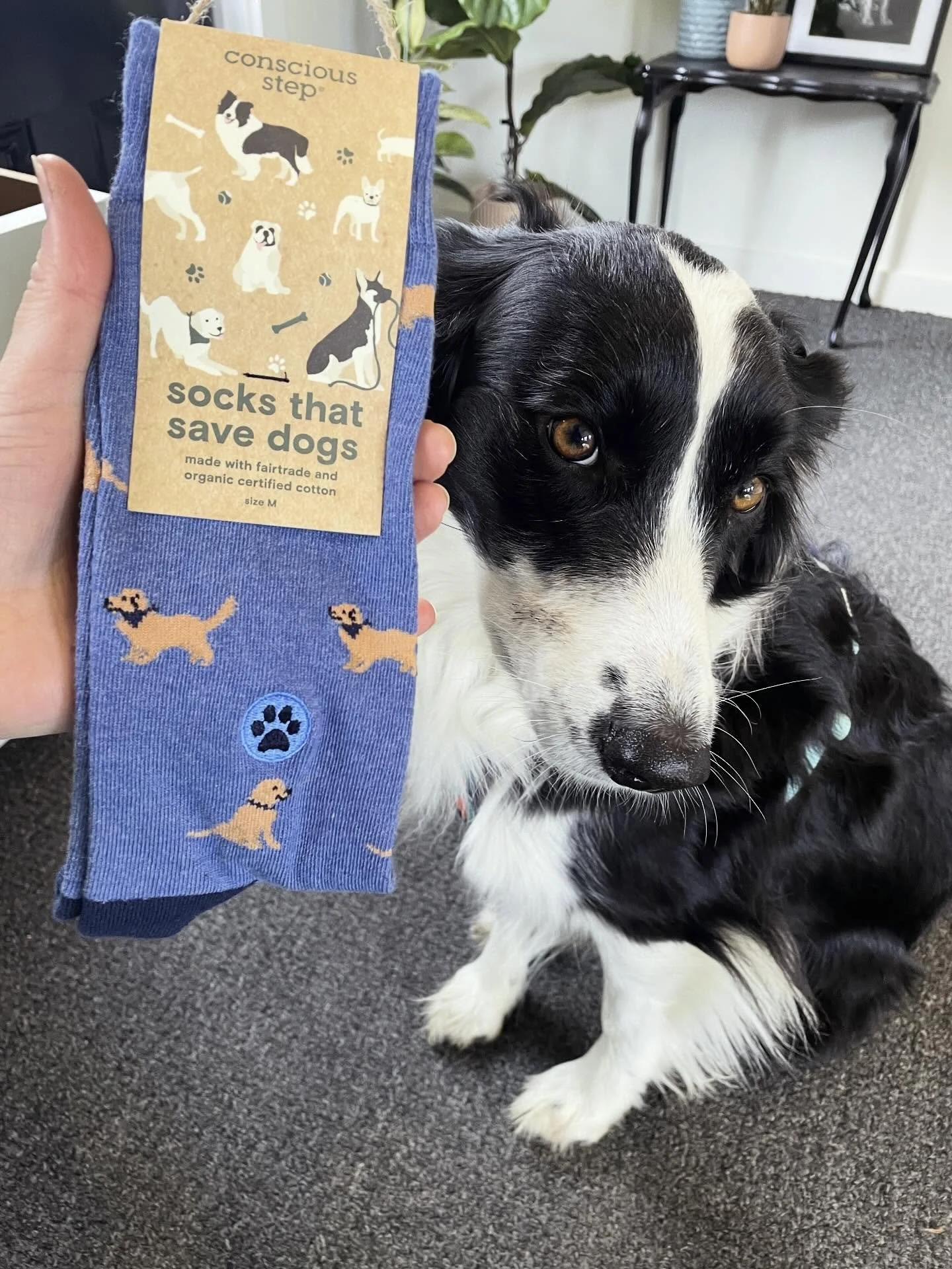 Official verdict: Tiggy-approved 🐾

Check out these adorable &ldquo;socks that save dogs&rdquo; from Conscious Step, and let&rsquo;s just say&hellip; someone here takes quality control very seriously. From the moment they came out of the packaging, 