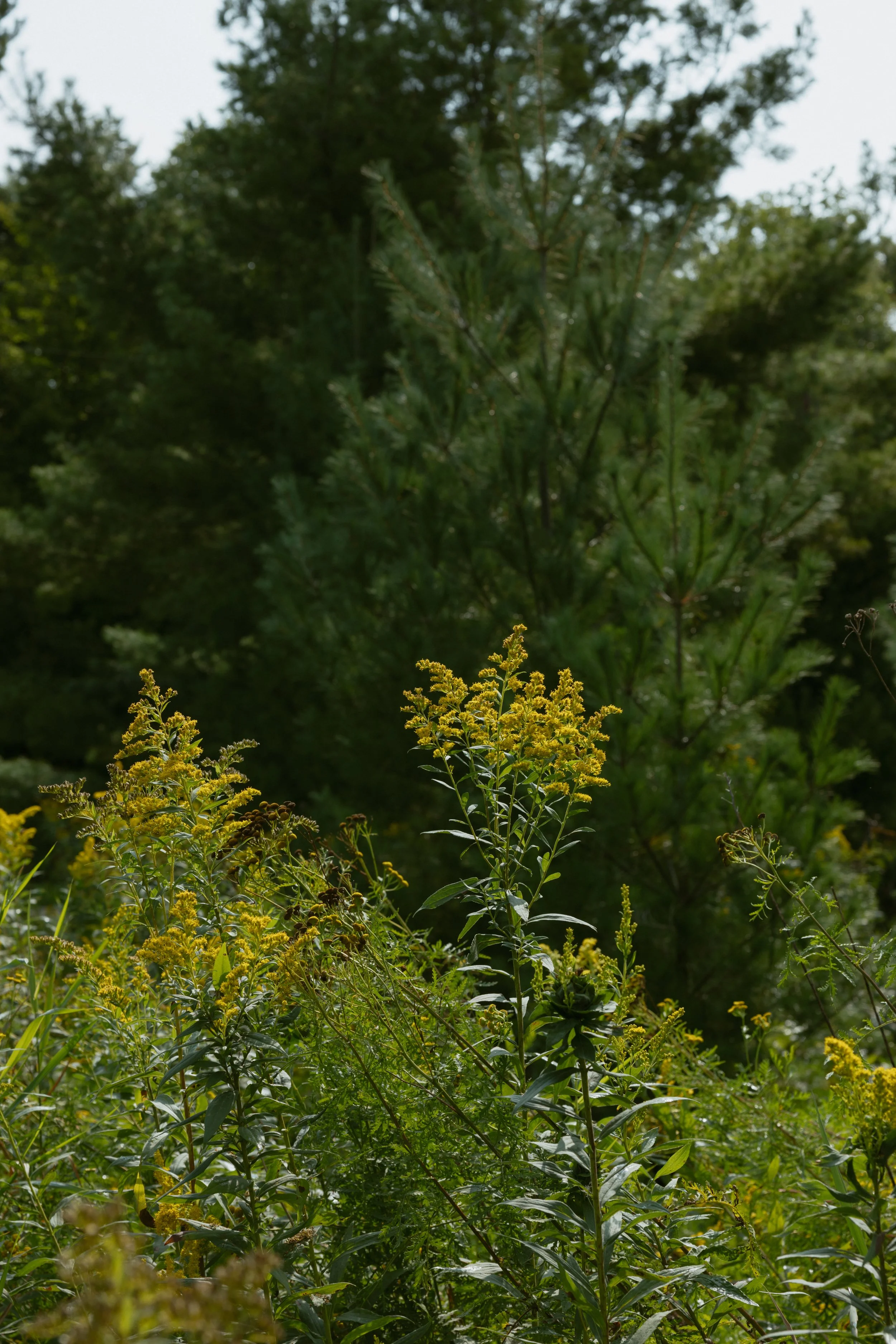 fertility is a measure of health