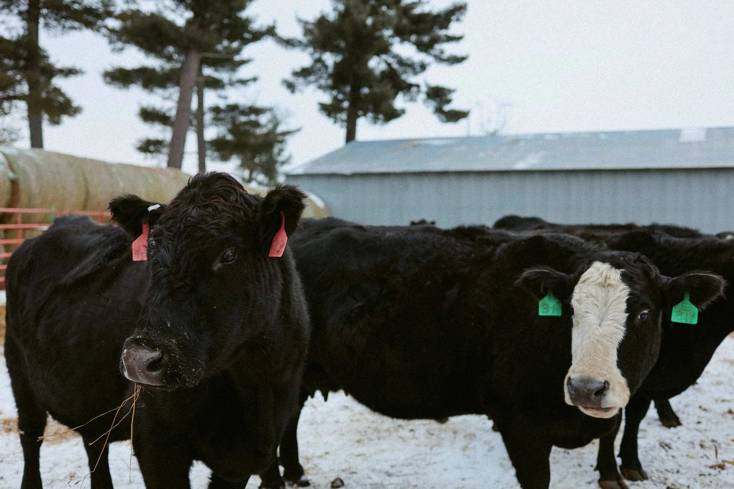 animal instinct + birth 