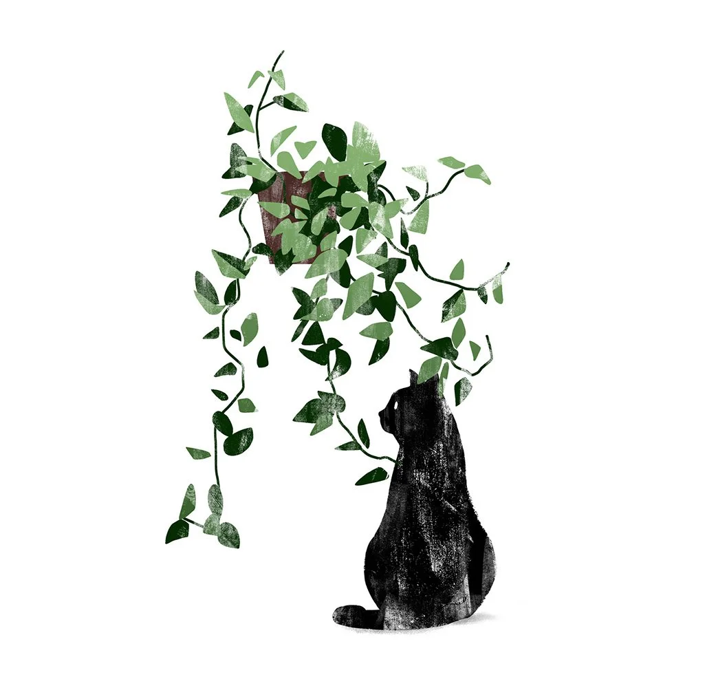 cat_hoya_1200.jpg