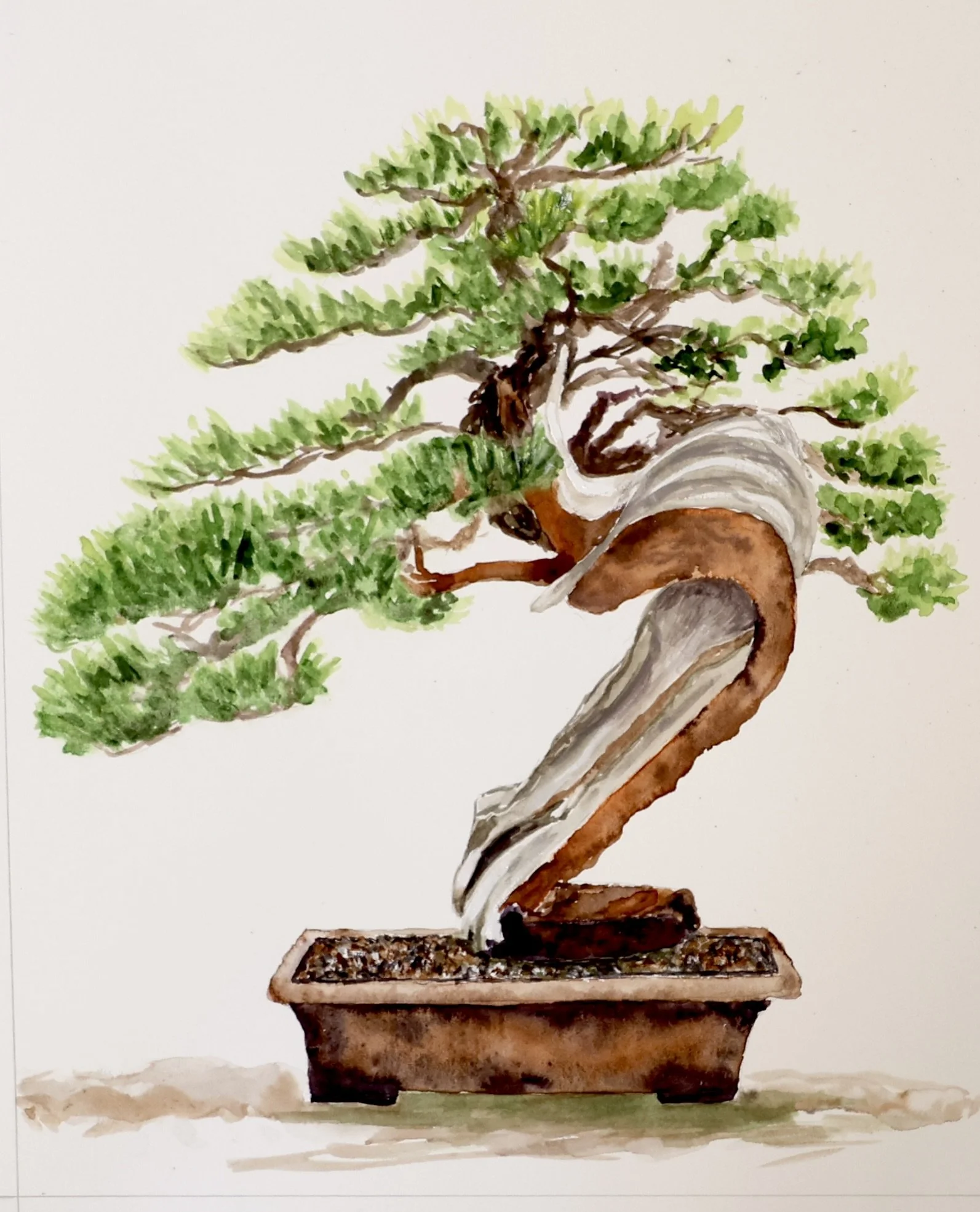 RosemaryMorrison-Bonsai5 - Rosemary Morrison.JPG