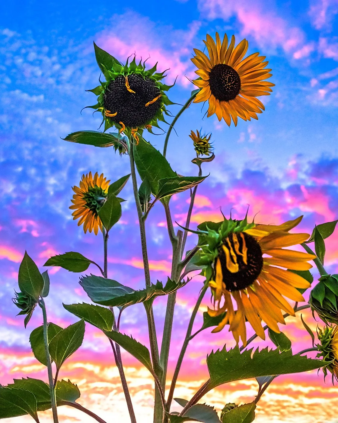 PolsonBonnie_Sunflower_Sunset - Bonnie Polson.jpg