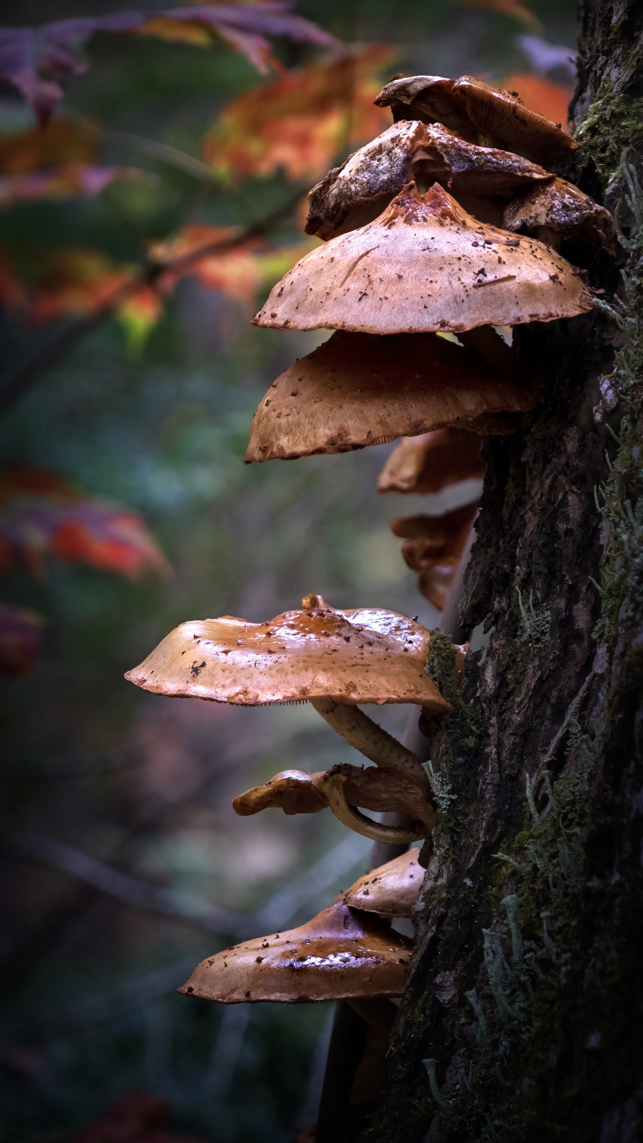 SIZ 4 MB _DSF6887 Mushrooms in the Forest B 2021.10.03.jpg