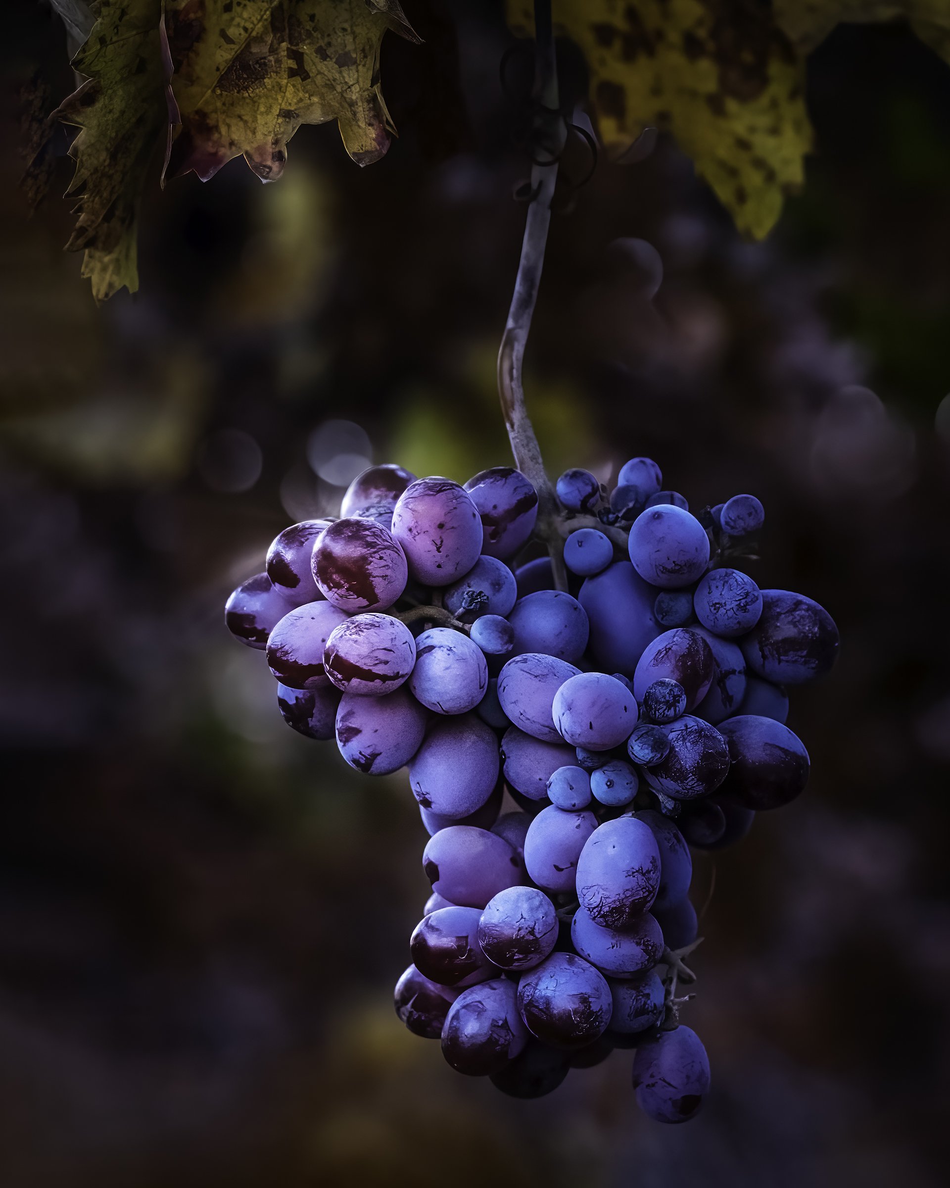 PolsonBonnie_Grape_Temptation - Bonnie Polson.jpg