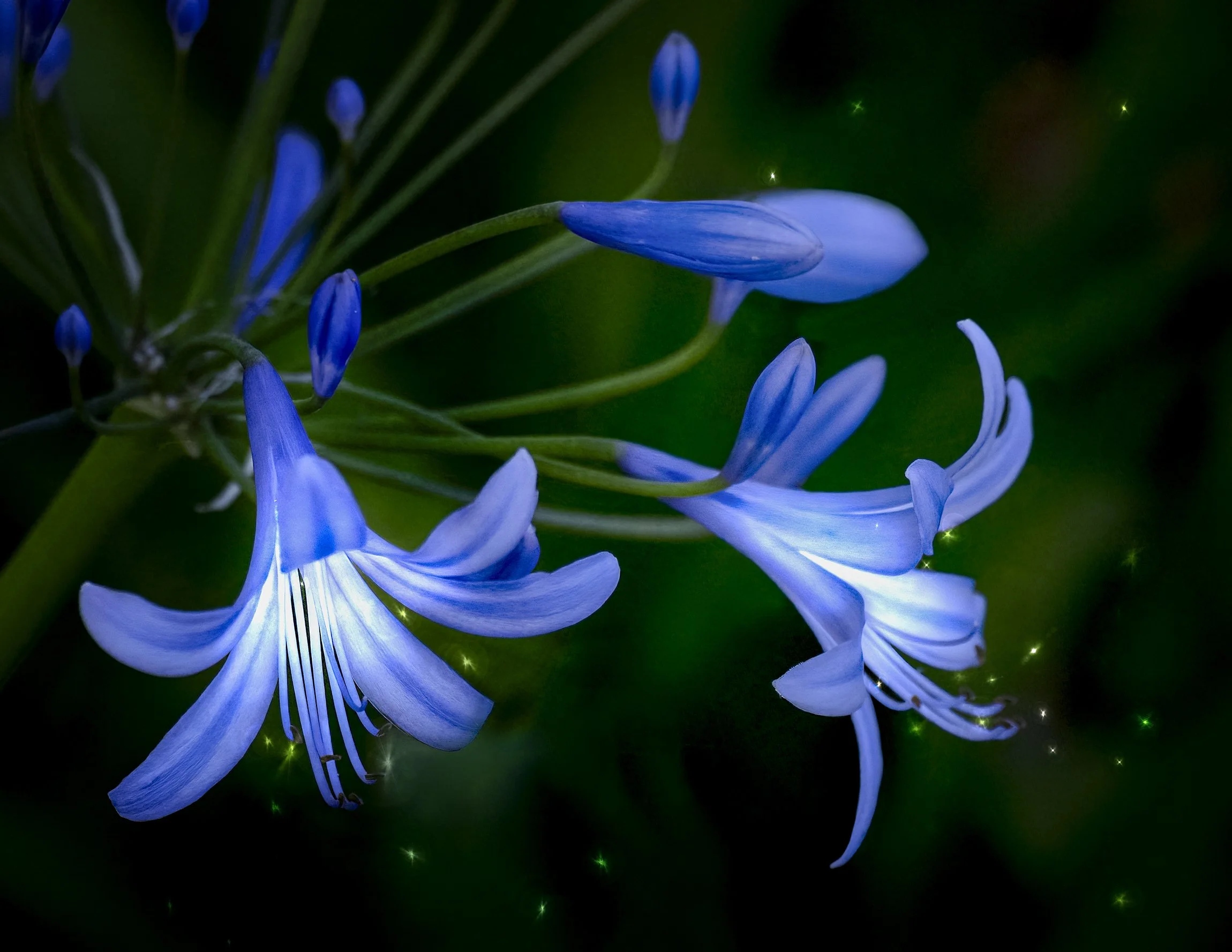 PolsonBonnie_Fairies_ Home in Agapanthus - Bonnie Polson.jpg