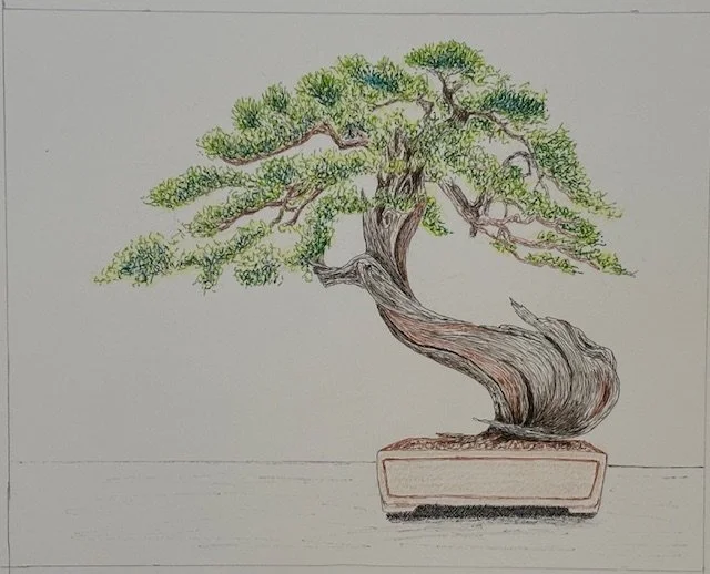 RosemaryMorrison-bonsai 2 - Rosemary Morrison.jpg