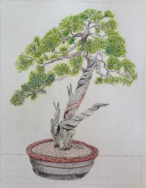 RosemaryMorrison-bonsai 1 - Rosemary Morrison.jpg