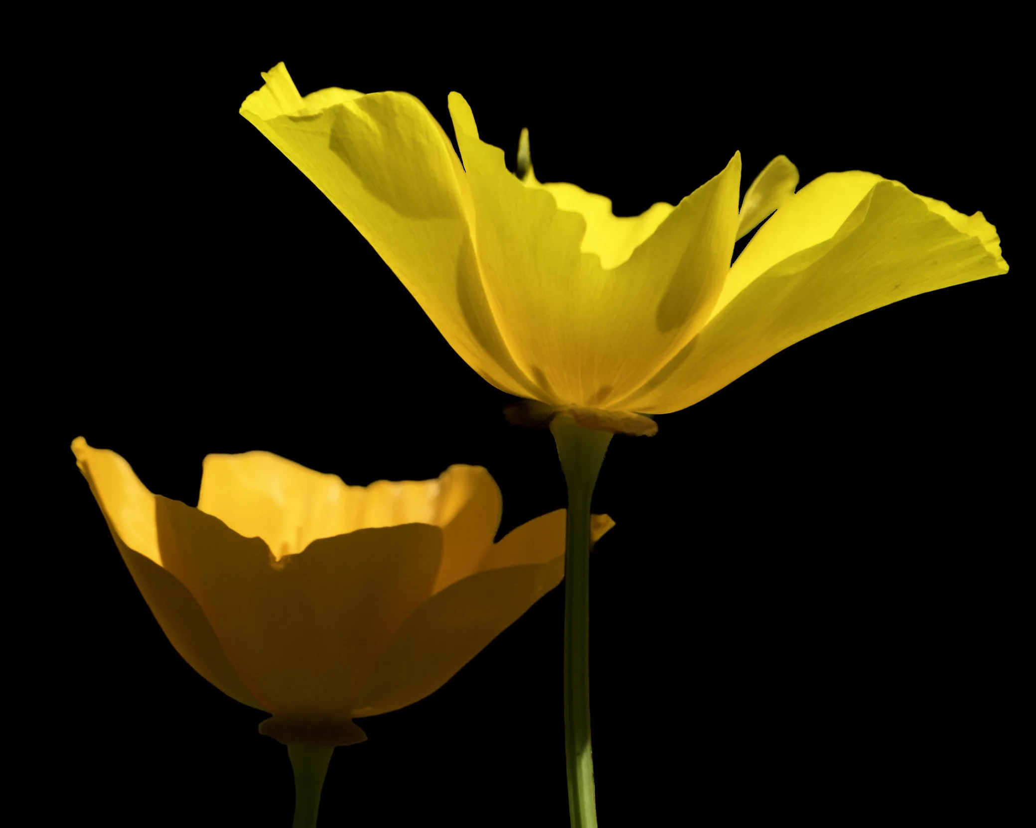 PolsonBonnie_California Gold - Bonnie Polson.jpg