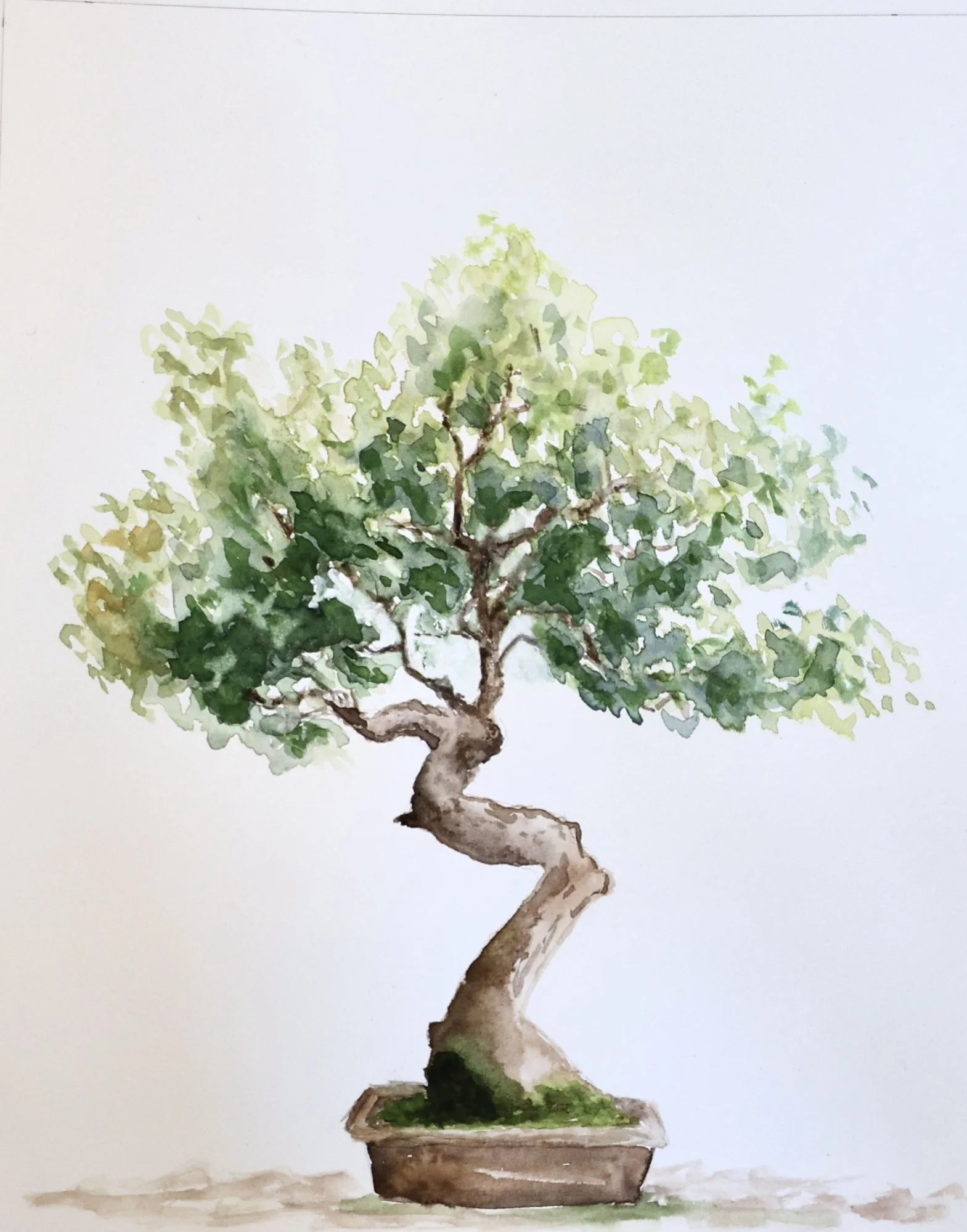 RosemaryMorrison-Bonsai4 - Rosemary Morrison.JPG