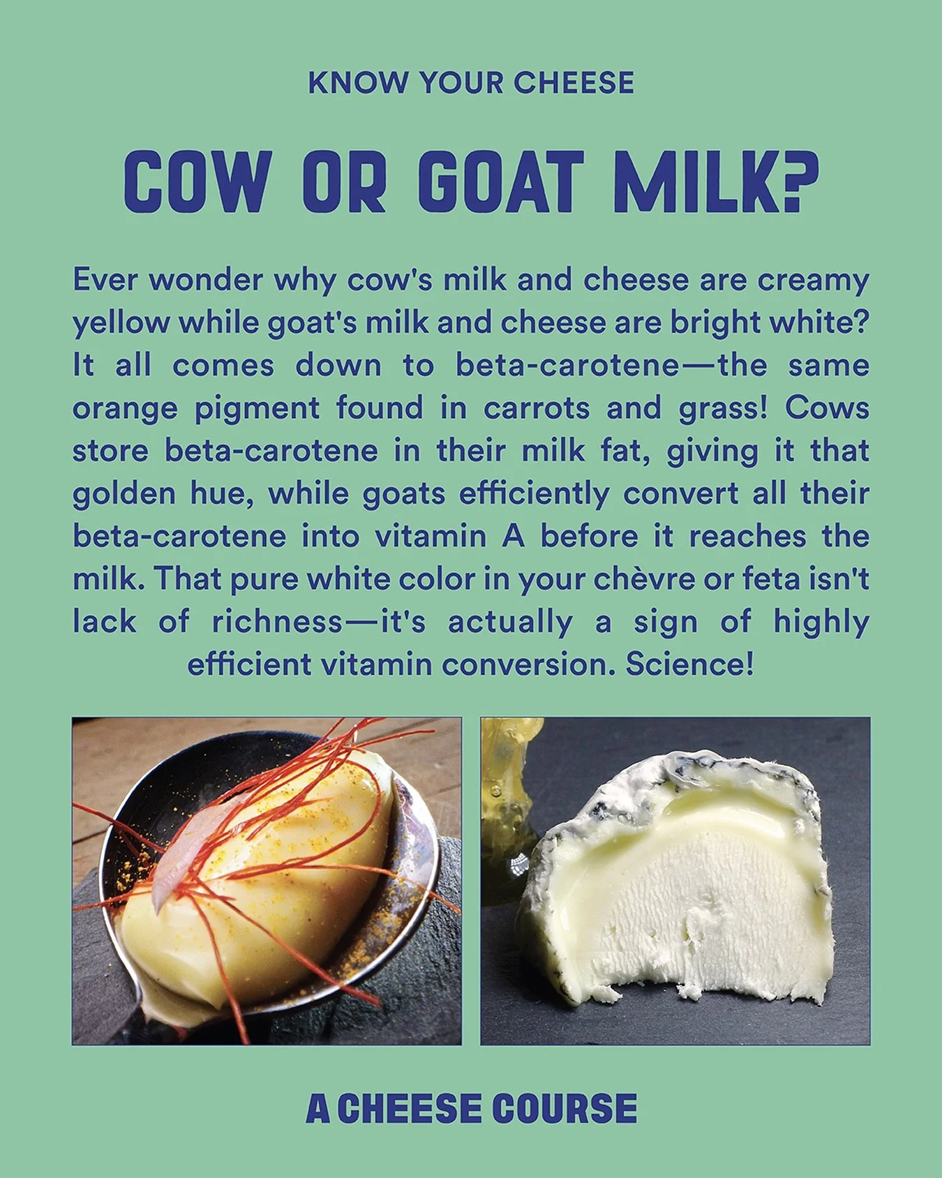 🐄 or 🐐? Did you know you can usually tell if a cheese is made from cow&rsquo;s or goat&rsquo;s milk just by checking the color? Cows and goats process beta-carotene differently, leading to this natural outcome. 

Hit the link in bio to watch A Chee