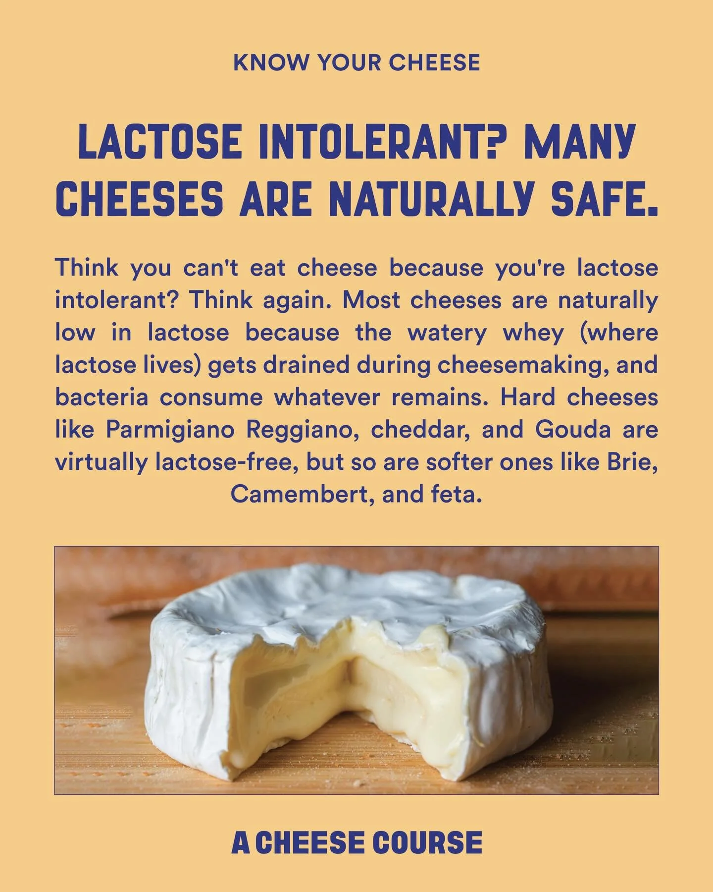 Can lactose intolerant people eat cheese? The answer might surprise you. 🧀 #KnowYourCheese

The answer is YES! Did you know milk is about 5% lactose but only about .5% of that makes it into a finished cheese? It&rsquo;s true! The process of cheesema