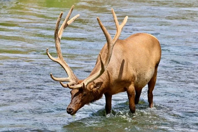 Bull Elk Munching