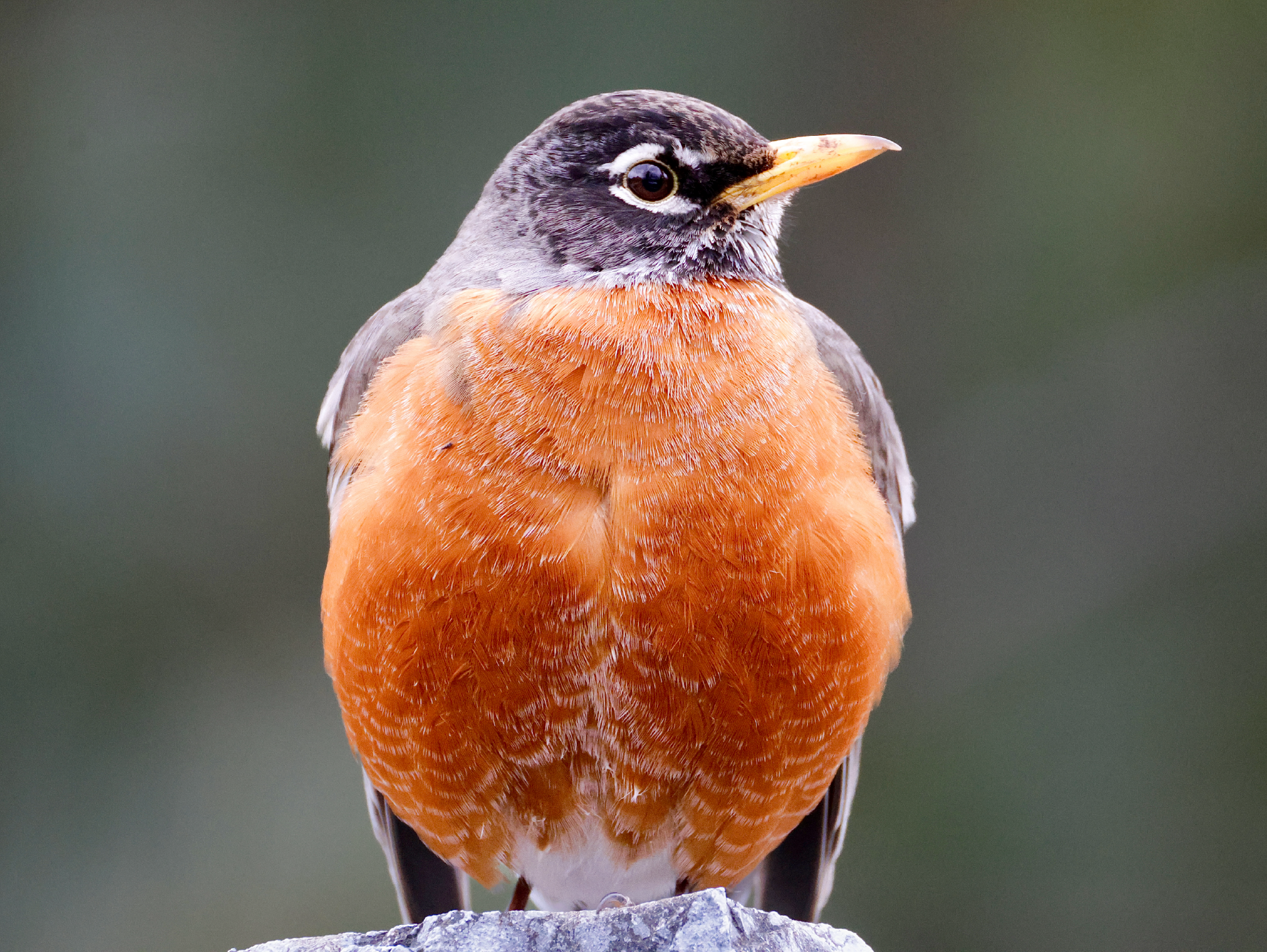 Stout American Robin