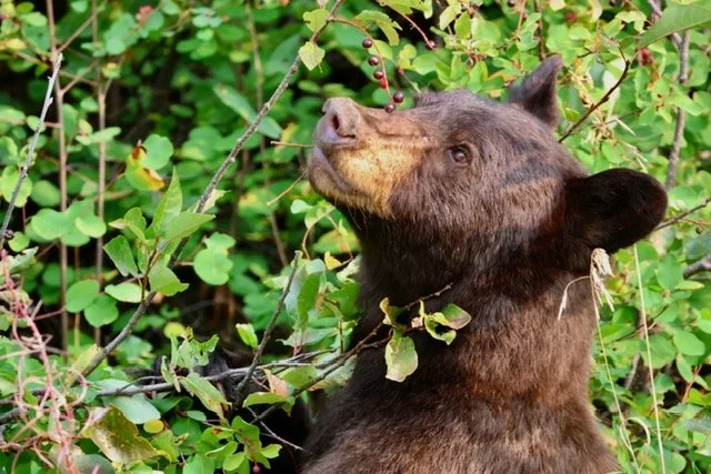 Black Bear Chow Time