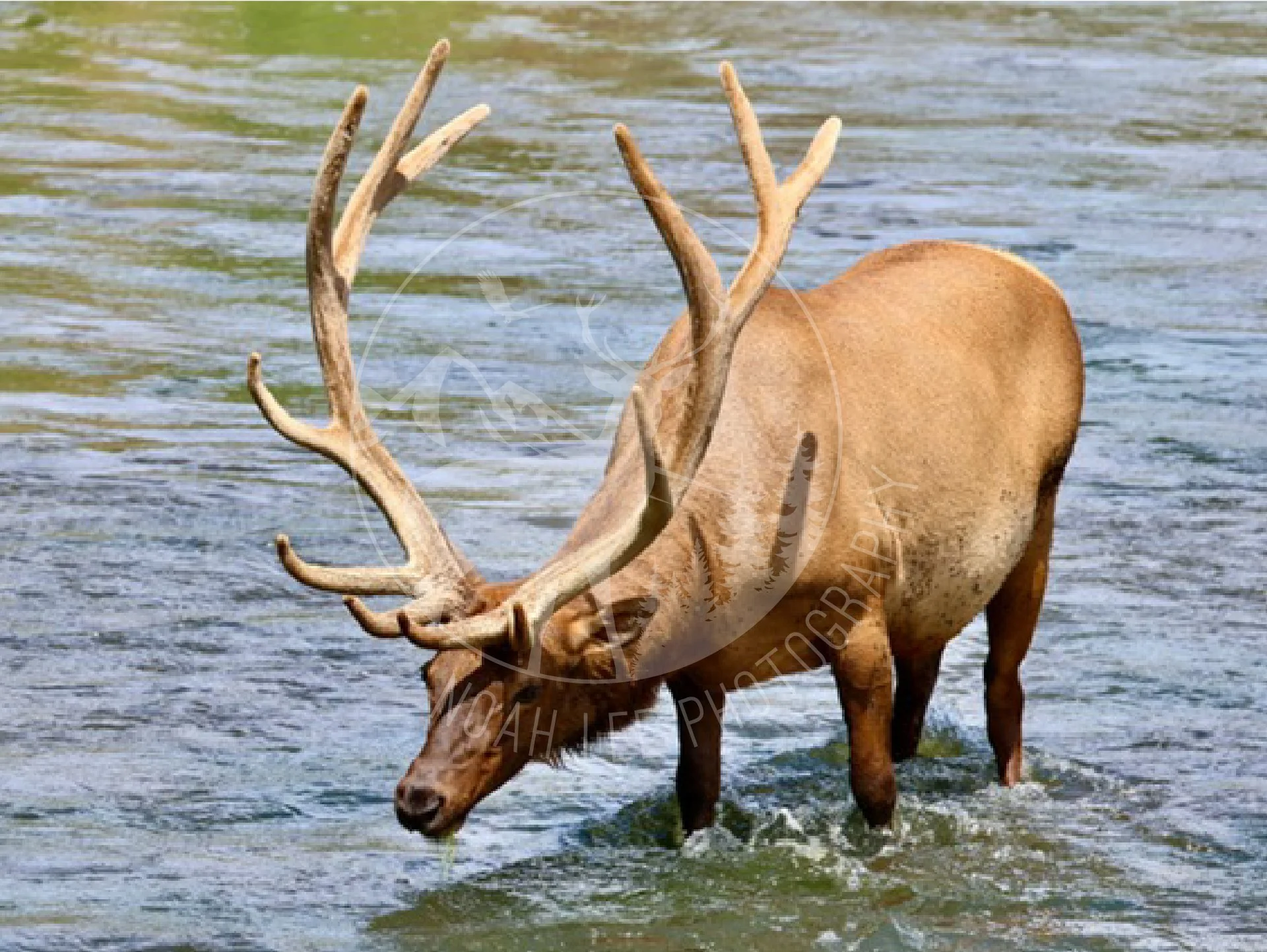 Bull Elk 3 - Web.jpg