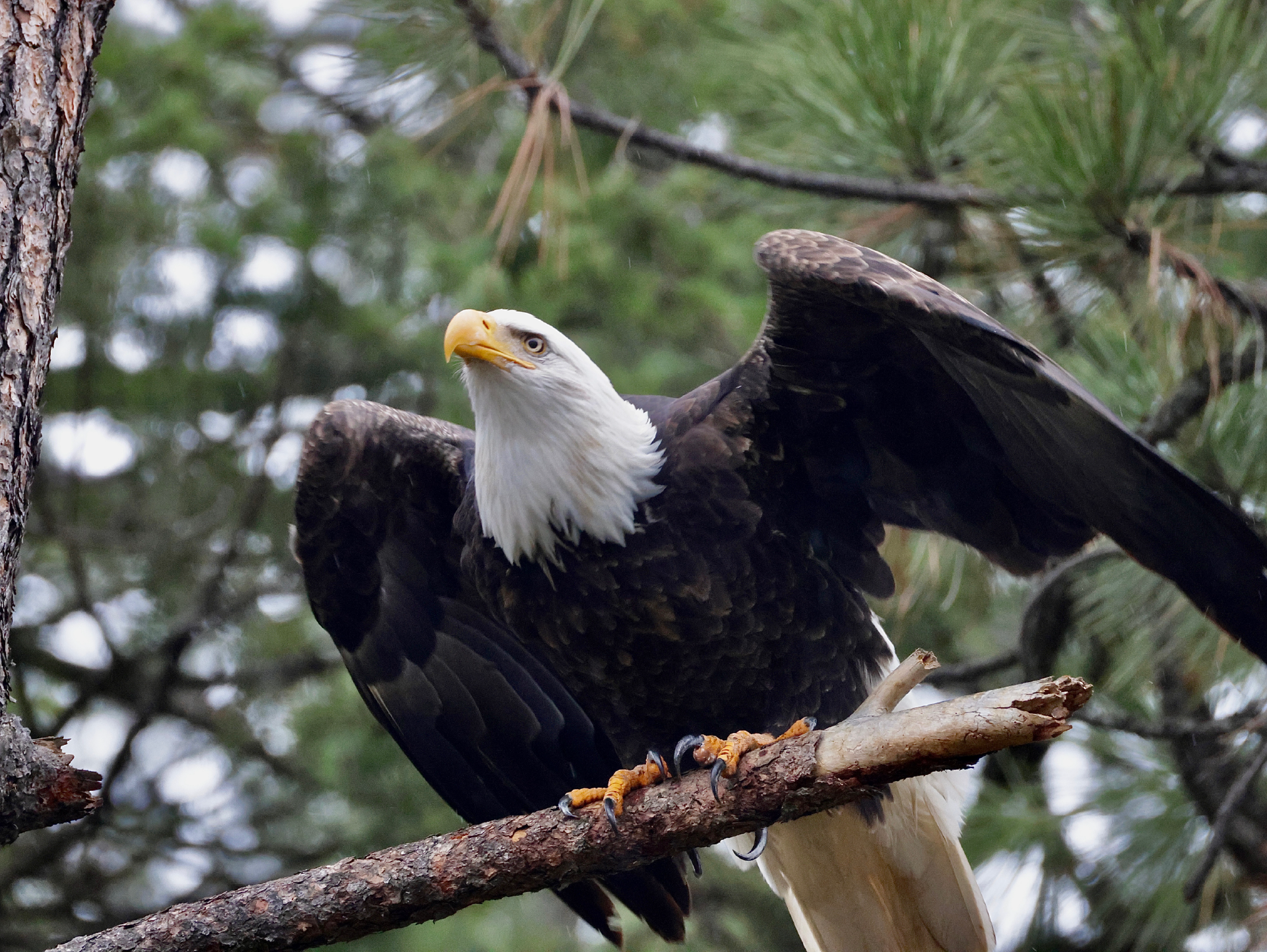 Bald Eagle Launch