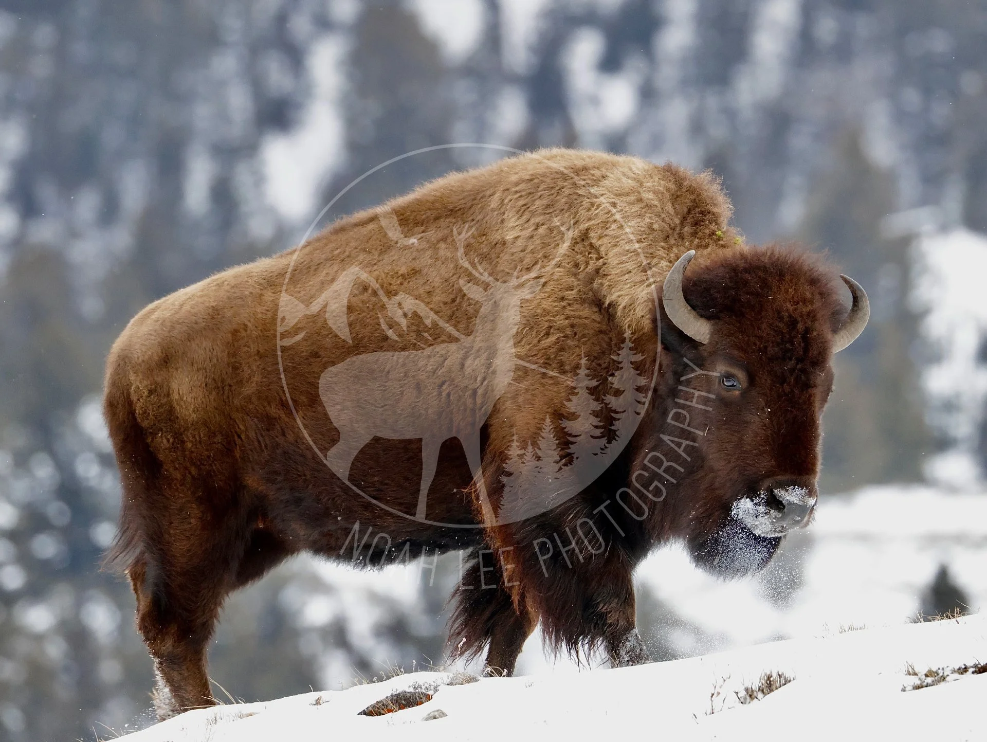 NEWFrostyBisonFullColor - Web-2.JPG