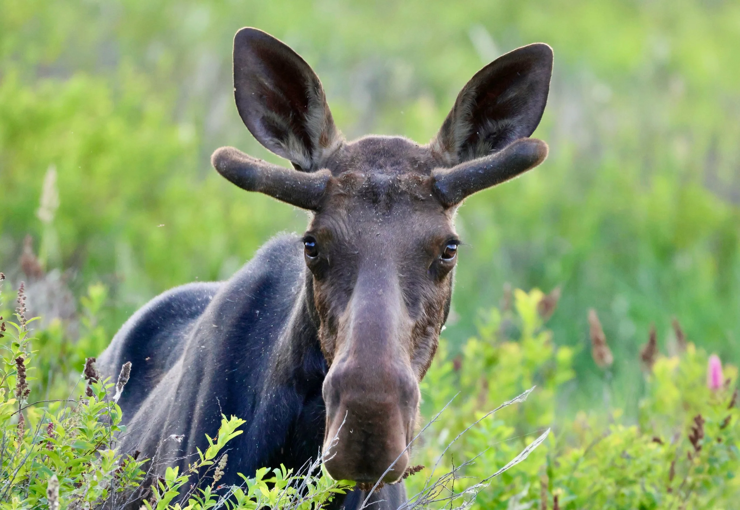 Young Bull Moose