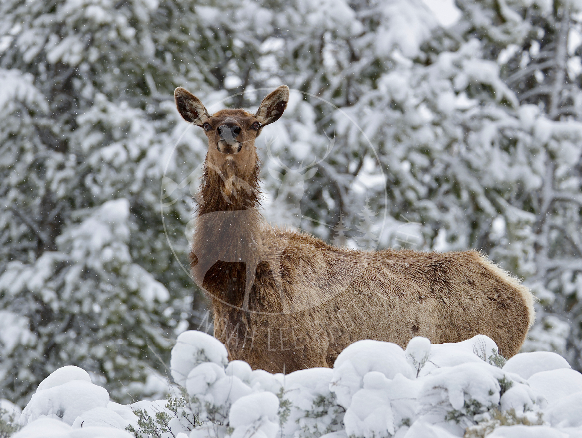 Inquisitive Elk - Web.png