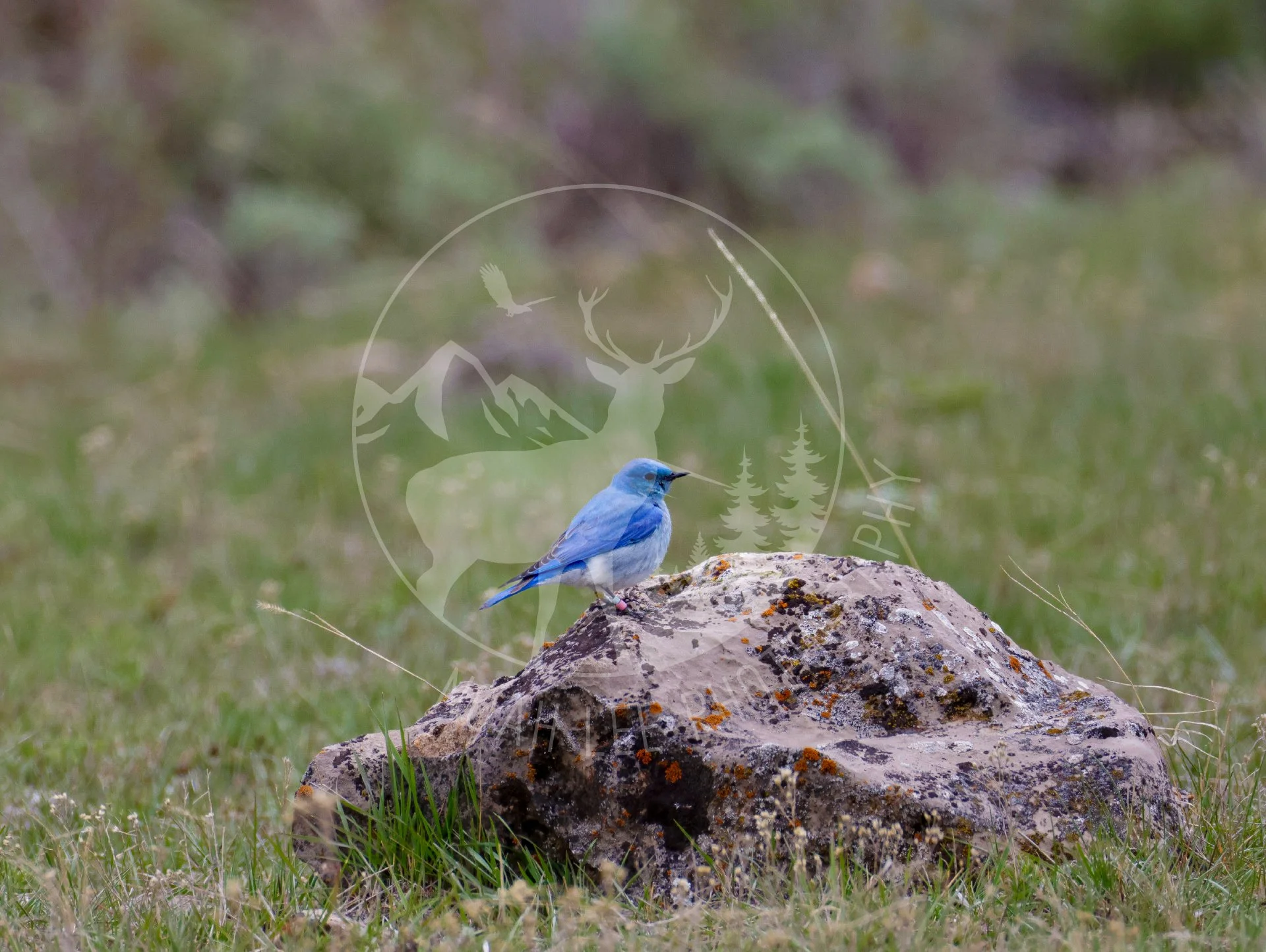 NEWMountainBluebirdPerch - Web.JPG