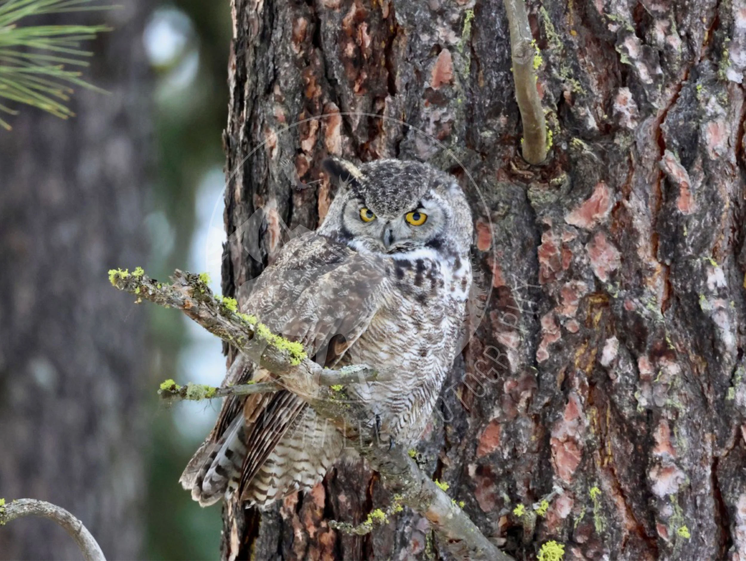 Great Horned Owl 2 - Web.jpg